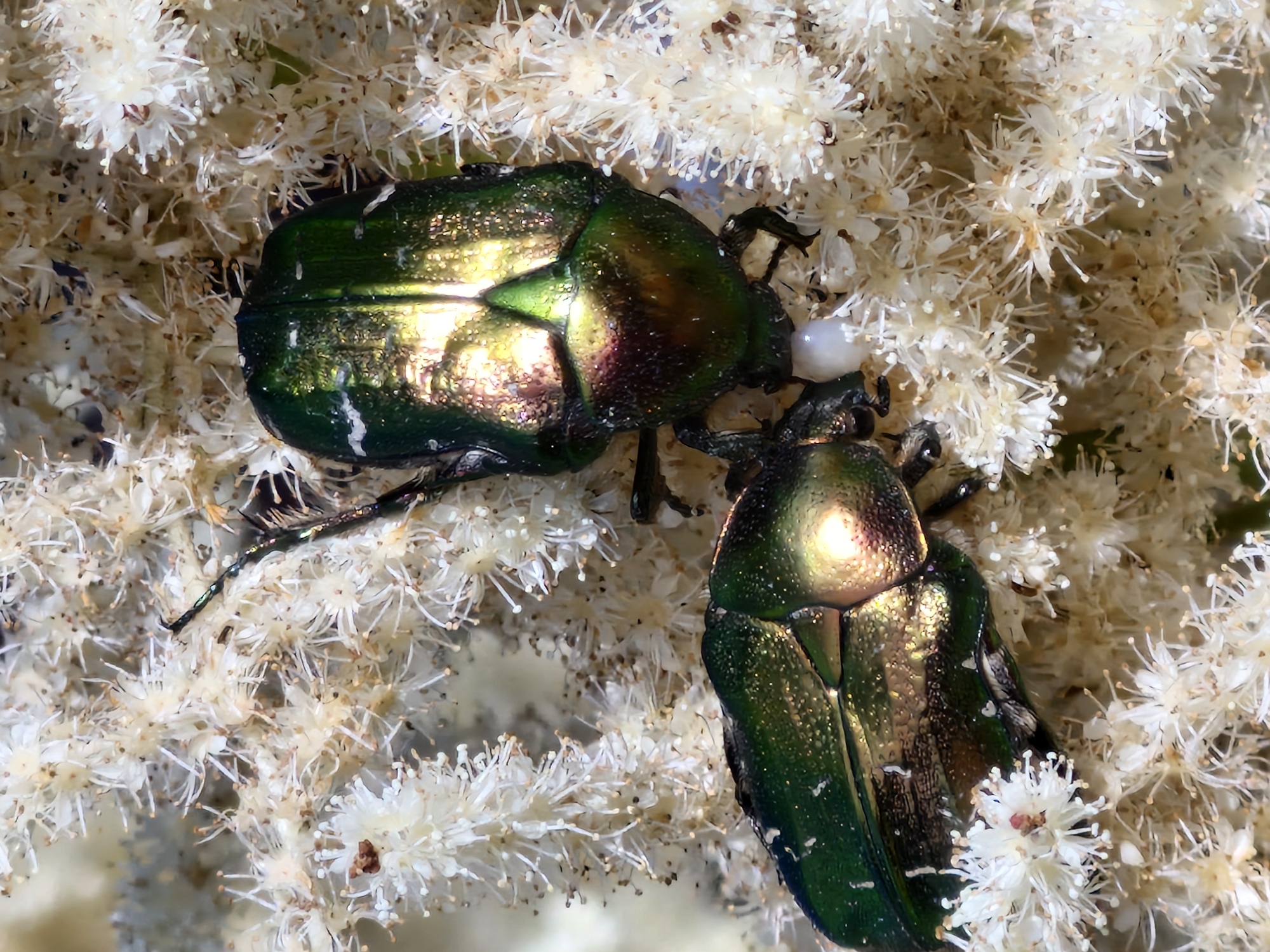 Two iridescent green beetles are positioned amongst a cluster of small, white, feathery flowers. The beetles have metallic sheens that reflect light, displaying hues of green, gold, and pink. One beetle is situated higher and to the right, with its body partially obscured by the flowers. The second beetle is lower and to the left, appearing more prominently in the frame. A small, oval, white object, possibly an egg, is visible between the two beetles. The background is a soft blur of the white flowers, suggesting a natural setting. The lighting indicates a bright, likely outdoor environment, possibly during the day.