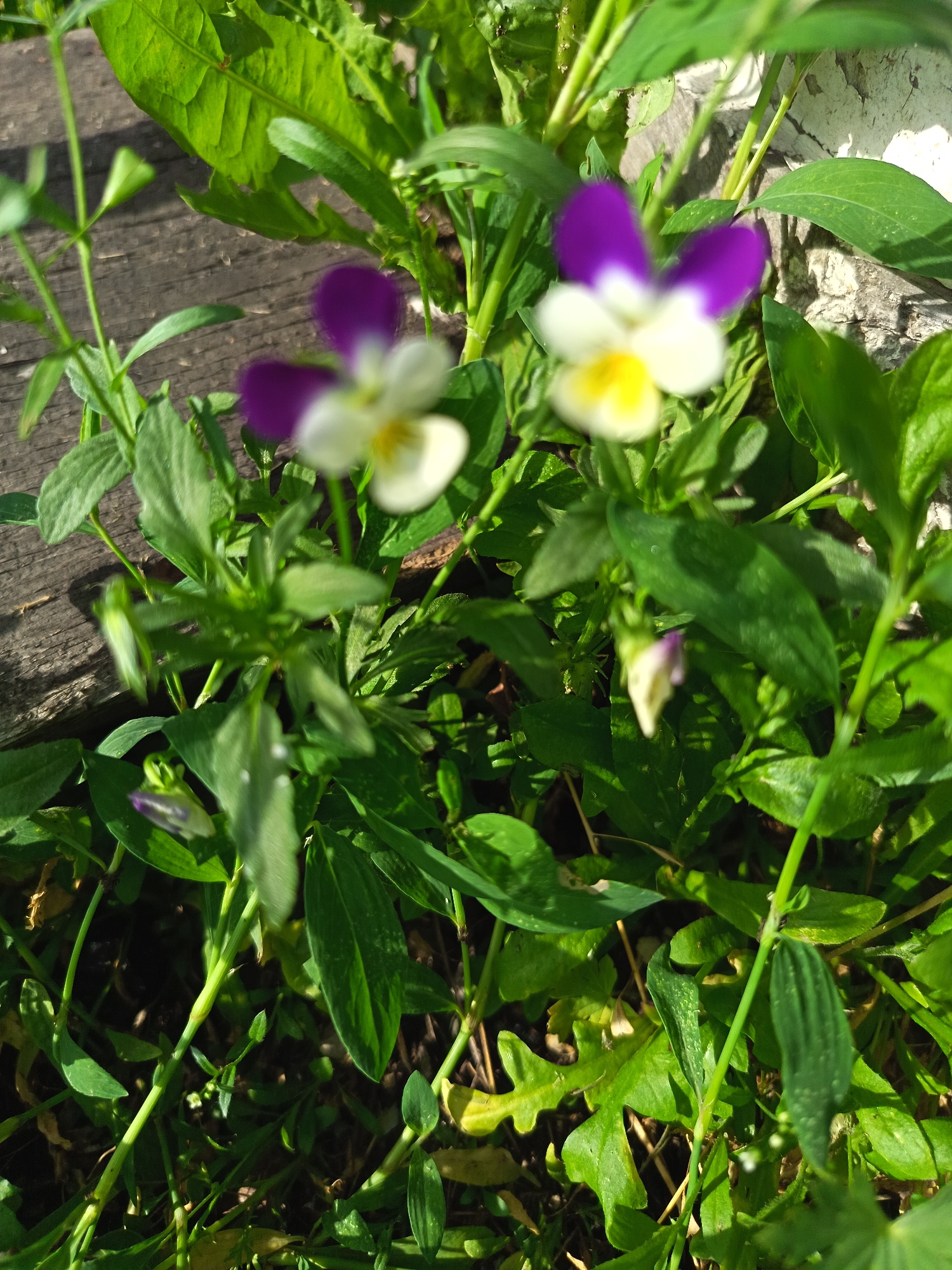 In a natural outdoor setting, likely a garden or roadside in Soloneshnoye, Russia, two small pansies with purple and white petals and yellow centers bloom. The flowers are the primary subjects, with one in the foreground and slightly out of focus, and the other in the mid-ground and also slightly blurred. They are surrounded by abundant green foliage, including broad leaves and slender stems. In the background, a weathered wooden surface, possibly a fence or bench, is visible to the left, and a rough, light-colored stone or concrete wall is present on the right. The scene is illuminated by natural sunlight, casting shadows on the wooden surface and highlighting the textures of the plants and the background elements. There are no people or animals present.