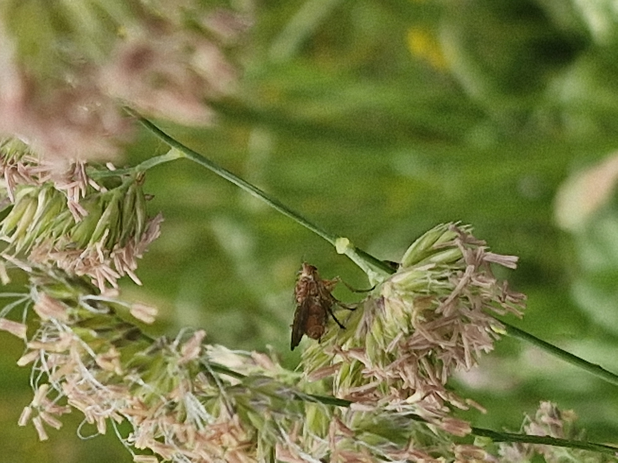 An extreme close-up shot captures a small, reddish-brown fly perched on a cluster of feathery, pale pink and green seed heads of a plant. The fly's body is segmented, with visible wings folded over its back and its legs gripping the delicate plant structure. The background is a soft blur of green foliage, with hints of yellow flowers. The focus is sharpest on the fly and the immediate plant it rests upon.