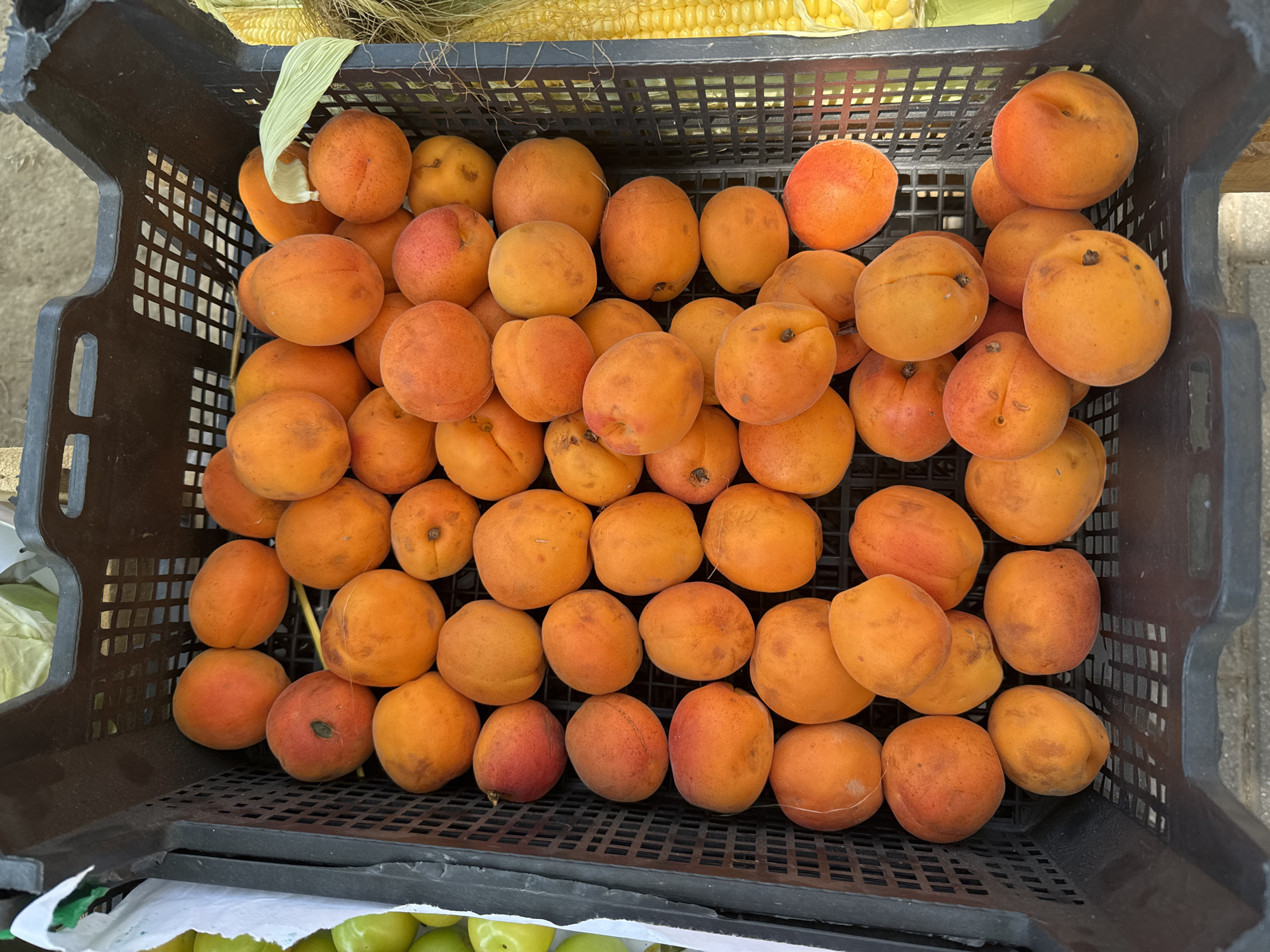 A black plastic crate filled with ripe apricots is displayed at a market stall. The apricots are predominantly orange with some showing red blushes. A few green plums are visible to the left of the crate, and a partially visible ear of corn is to the right. The scene appears to be outdoors, likely at a street market or agricultural vendor in the city of Baku, Azerbaijan. The lighting suggests it is daytime.