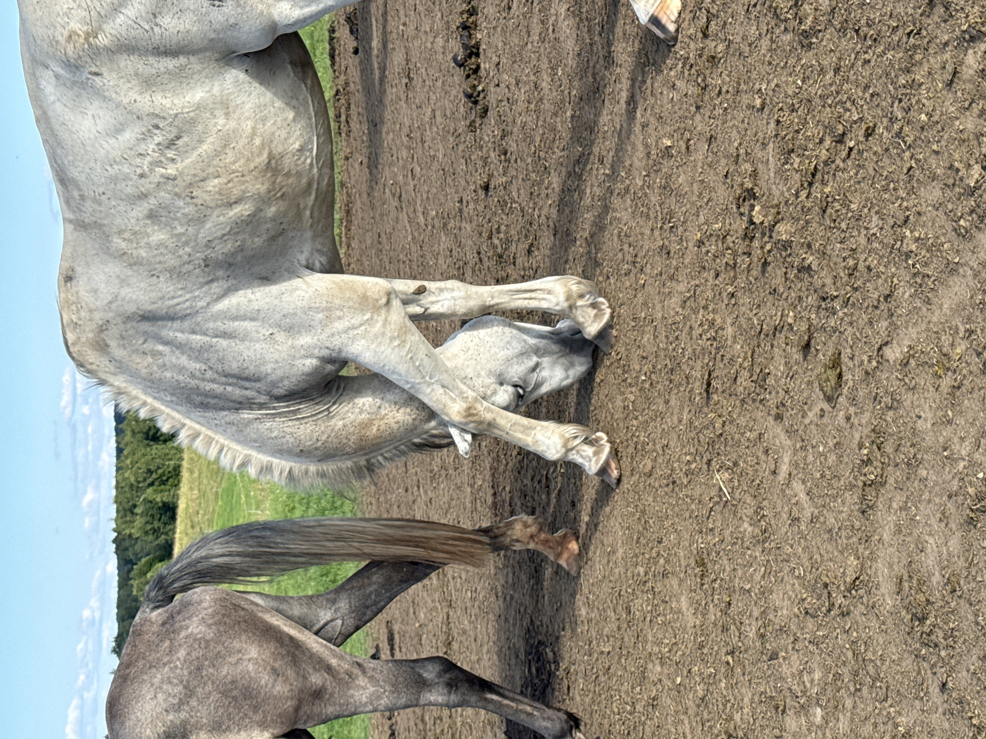 Two horses are standing in a dirt enclosure. The horse on the left is a dappled grey, and its hindquarters and tail are visible. The horse on the right is a lighter grey and is bending down to eat something off the ground. Its head and front legs are clearly visible. The ground is a mix of dirt, dried grass, and horse droppings. In the background, a green field with a line of trees under a blue sky with some white clouds can be seen. The image appears to have been taken outdoors. This scene is located in the village of Galinė, Lithuania.