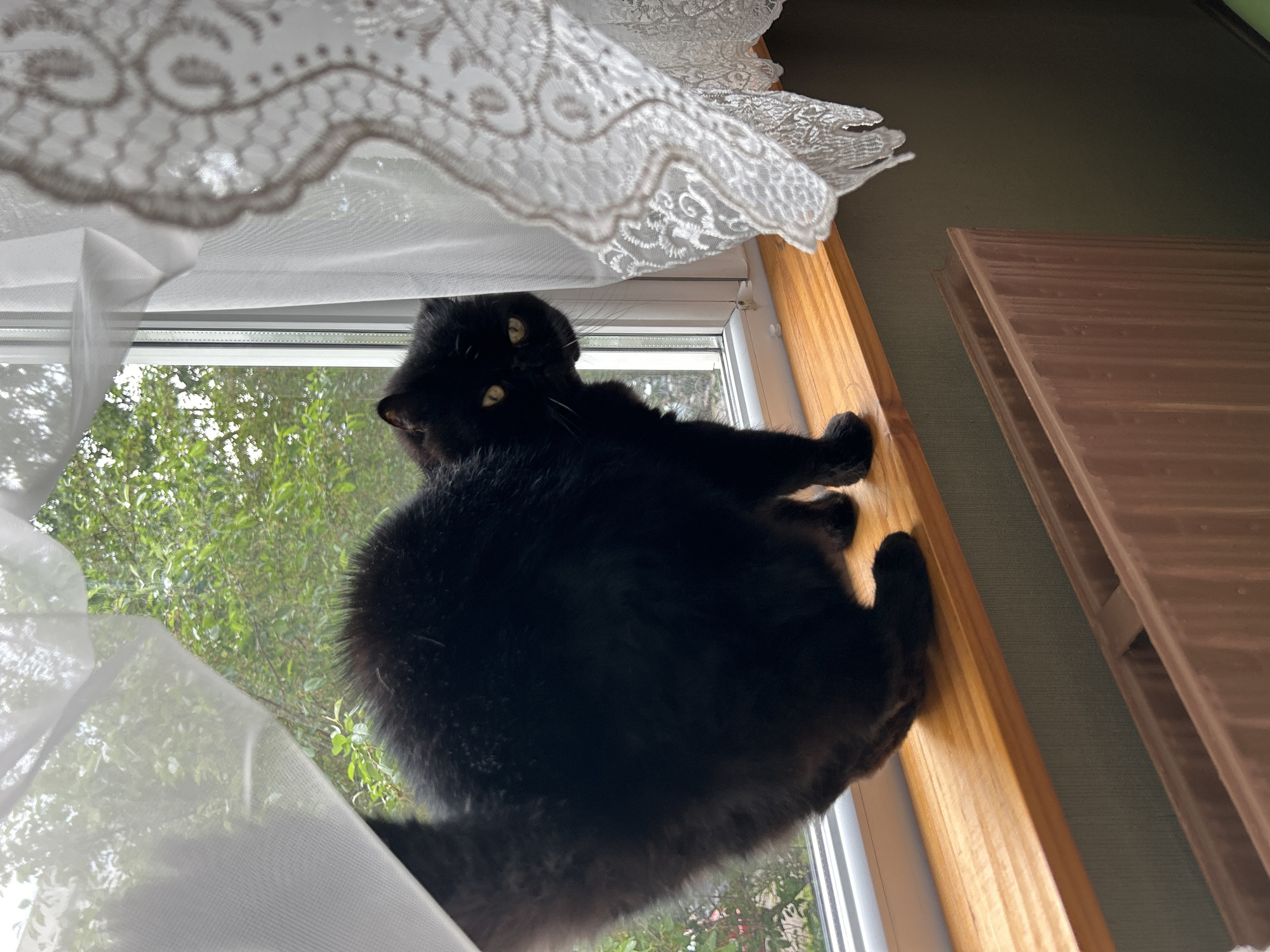 A black cat with yellow eyes sits on a light wooden windowsill, partially obscured by white lace and sheer curtains. Outside the window, green trees are visible. The interior wall beside the window is a light green color. A brown wooden object is partially visible on the right side of the frame.