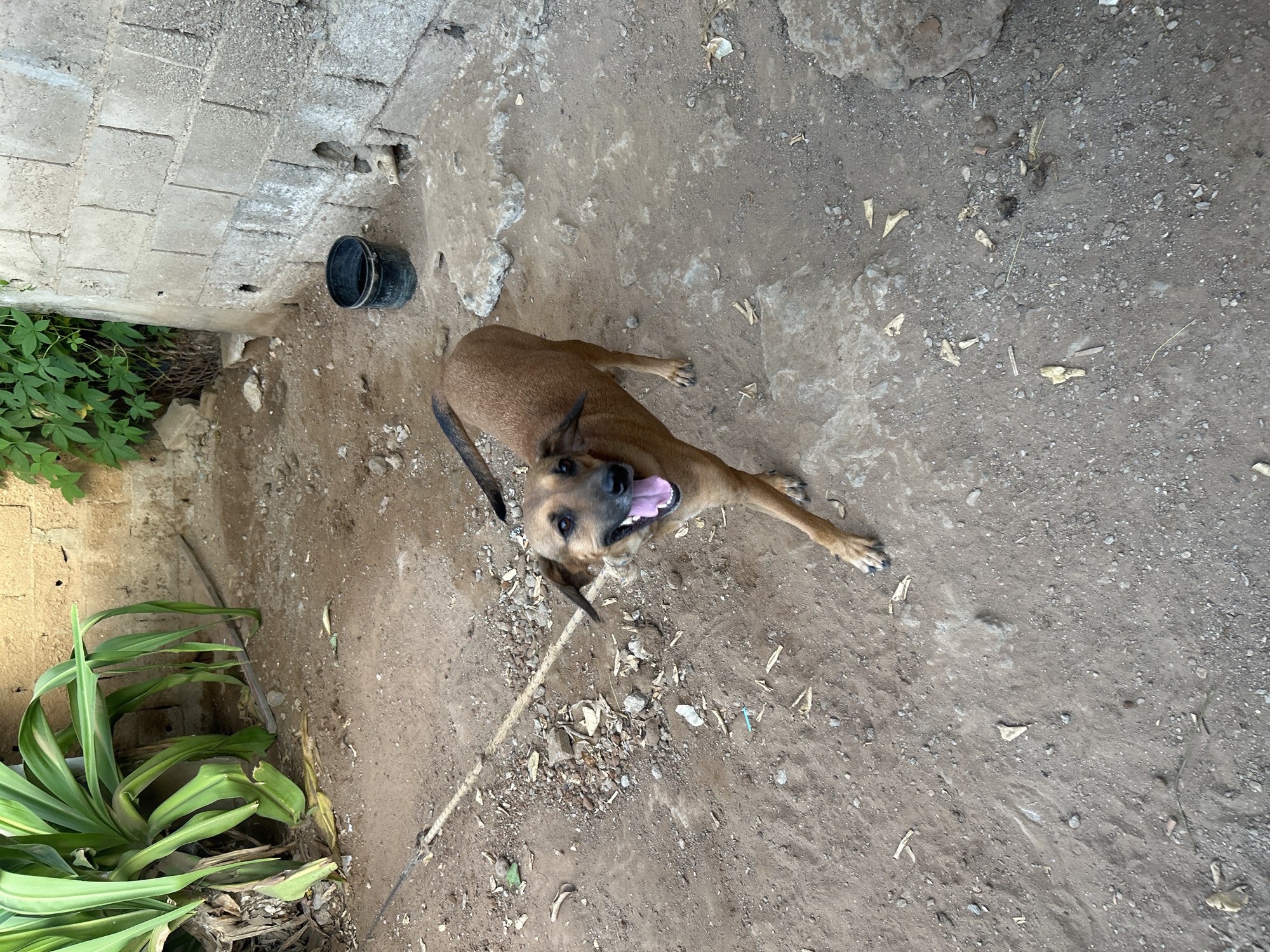 A medium-sized, brown dog with pointed ears and a black tail is standing in a dirt yard. The dog is facing forward, looking at the camera with its mouth open and tongue out. The yard is covered in dirt, rocks, and debris. In the background, there is a concrete wall, a bucket, and some green plants. The scene appears to be in an outdoor area.