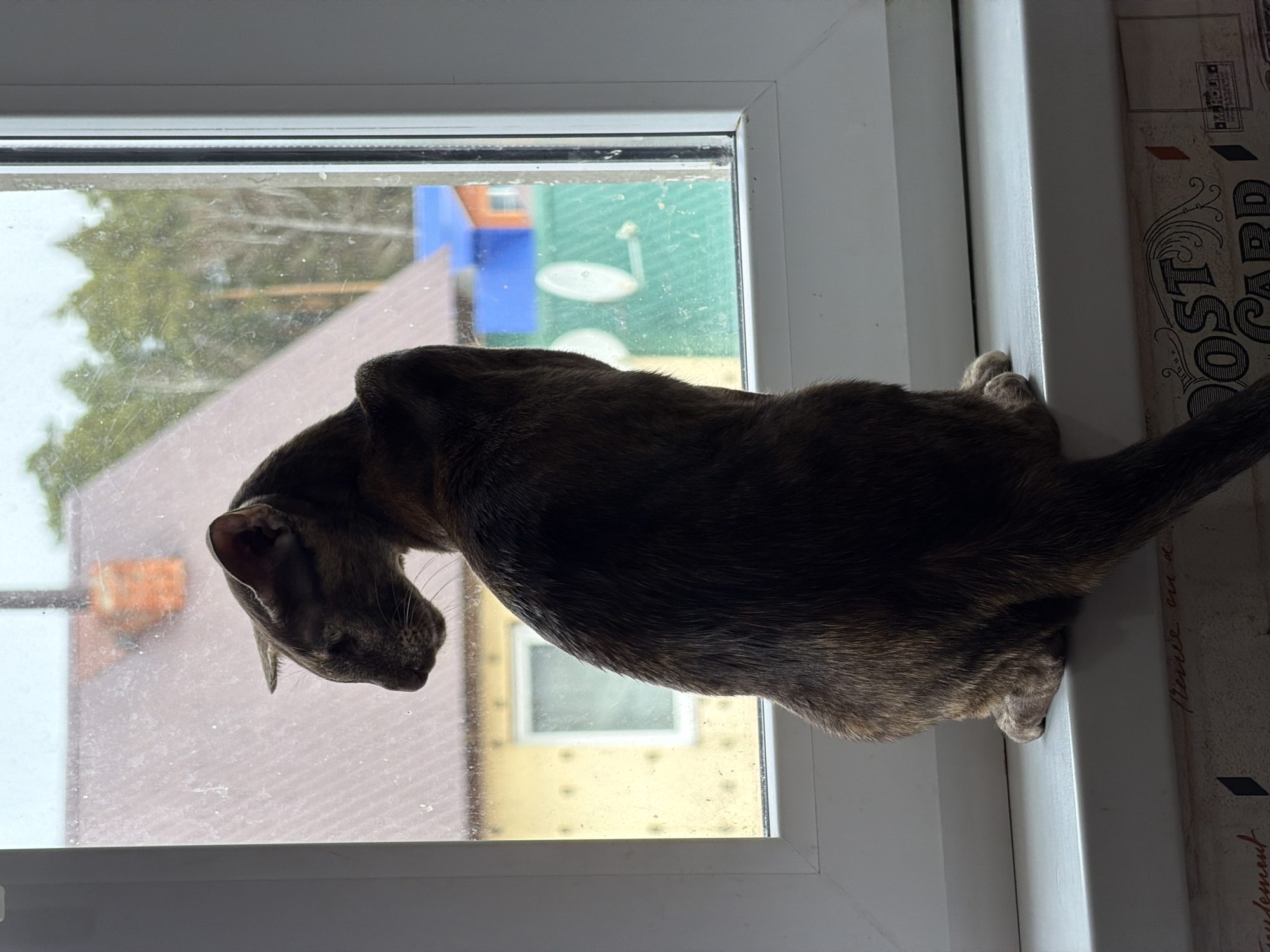 A brindle-colored cat is perched on the inside windowsill of a closed window. The cat is oriented in such a way that its head is positioned toward the left, as it looks downward and outward through the glass. Its body extends from the head toward the right. Outside the window, one can see various buildings with differently colored facades, including a roof with a red-tiled appearance, a building with a yellow facade, and green and blue structures in the background. The patterned surface to the right of the windowsill is a vertical wall with what appears to be a decorative or printed design resembling a postcard. The location is inferred to be Chaikovsky, Russia.