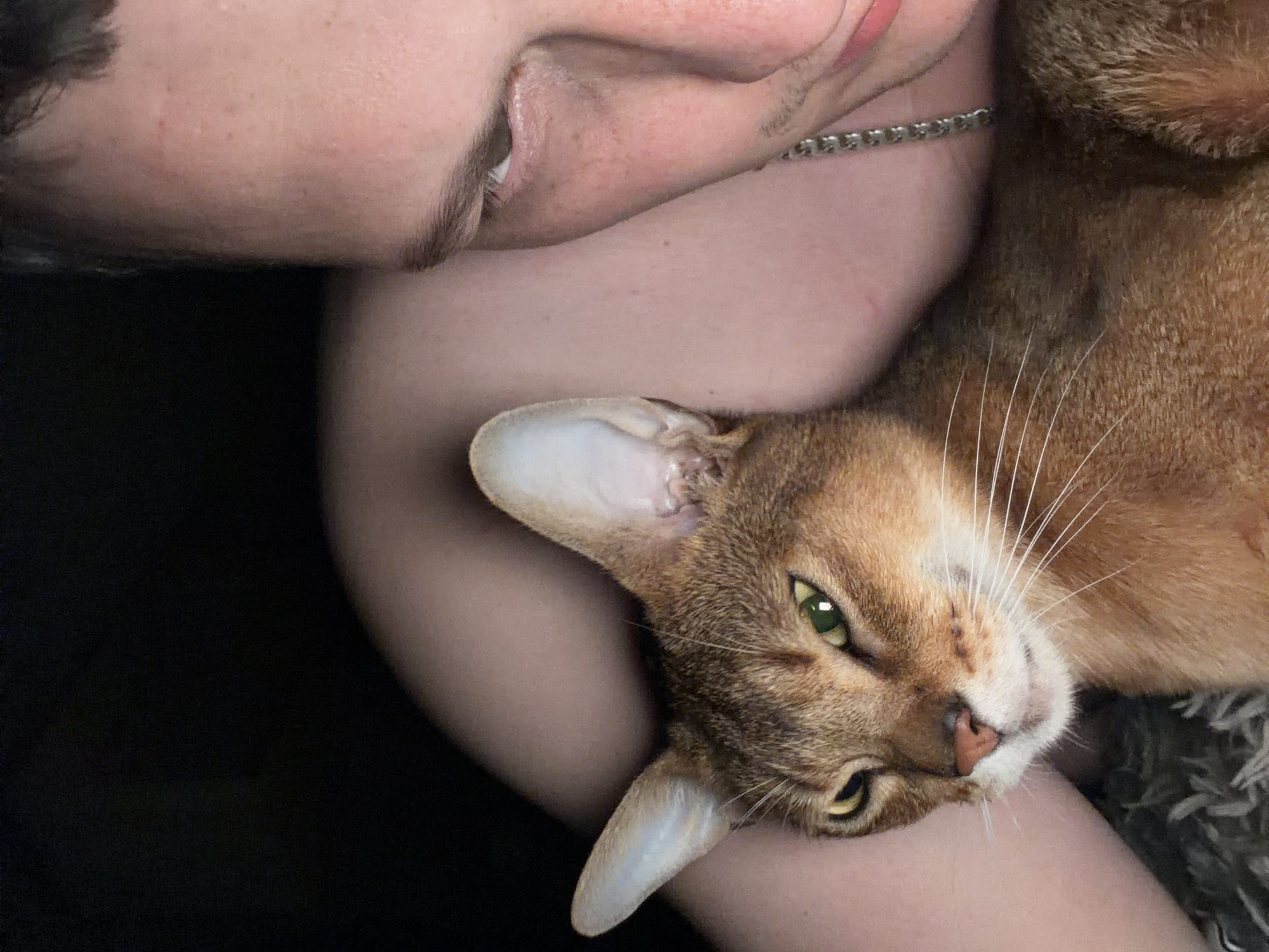 An Abyssinian cat with green eyes and a reddish-brown coat is resting on a person's chest. The person's face, partially visible on the right side of the image, shows part of their eye, eyebrow, and cheek with a silver chain necklace. The background is dark, suggesting an indoor setting, possibly at night. The image does not provide information about the location in Chaikovsky, Russia.