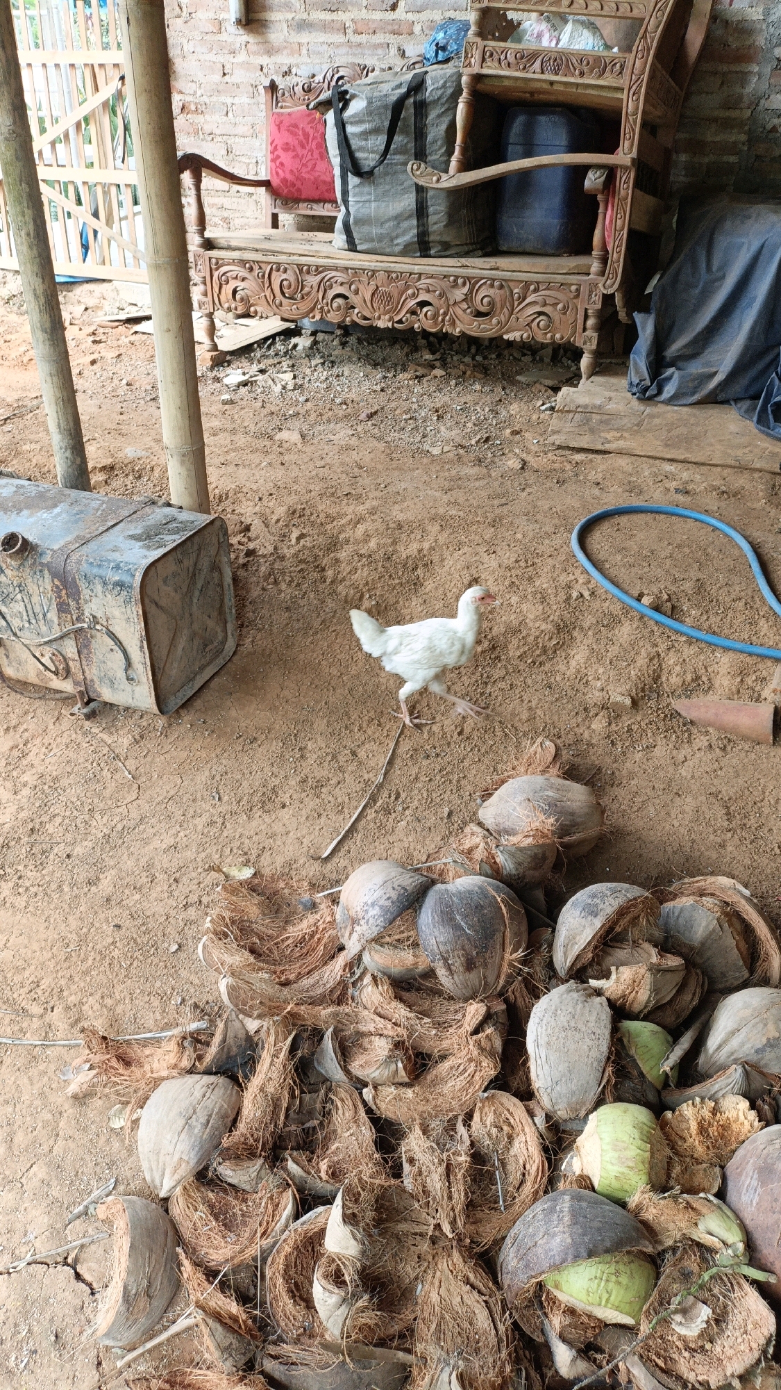 In a rustic outdoor setting, possibly a shed or an open-air structure in Suwawal Timur, Indonesia, a white chicken walks on a dirt floor. The chicken is positioned between a rusty metal tank lying on its side and a pile of coconut husks and shells. In the background, a wooden bench with intricate carvings is visible, adorned with a red cushion and large grey and blue bags. A brick wall forms the backdrop. A blue hose is coiled on the ground near the right side of the frame. The environment suggests a rural or storage area.