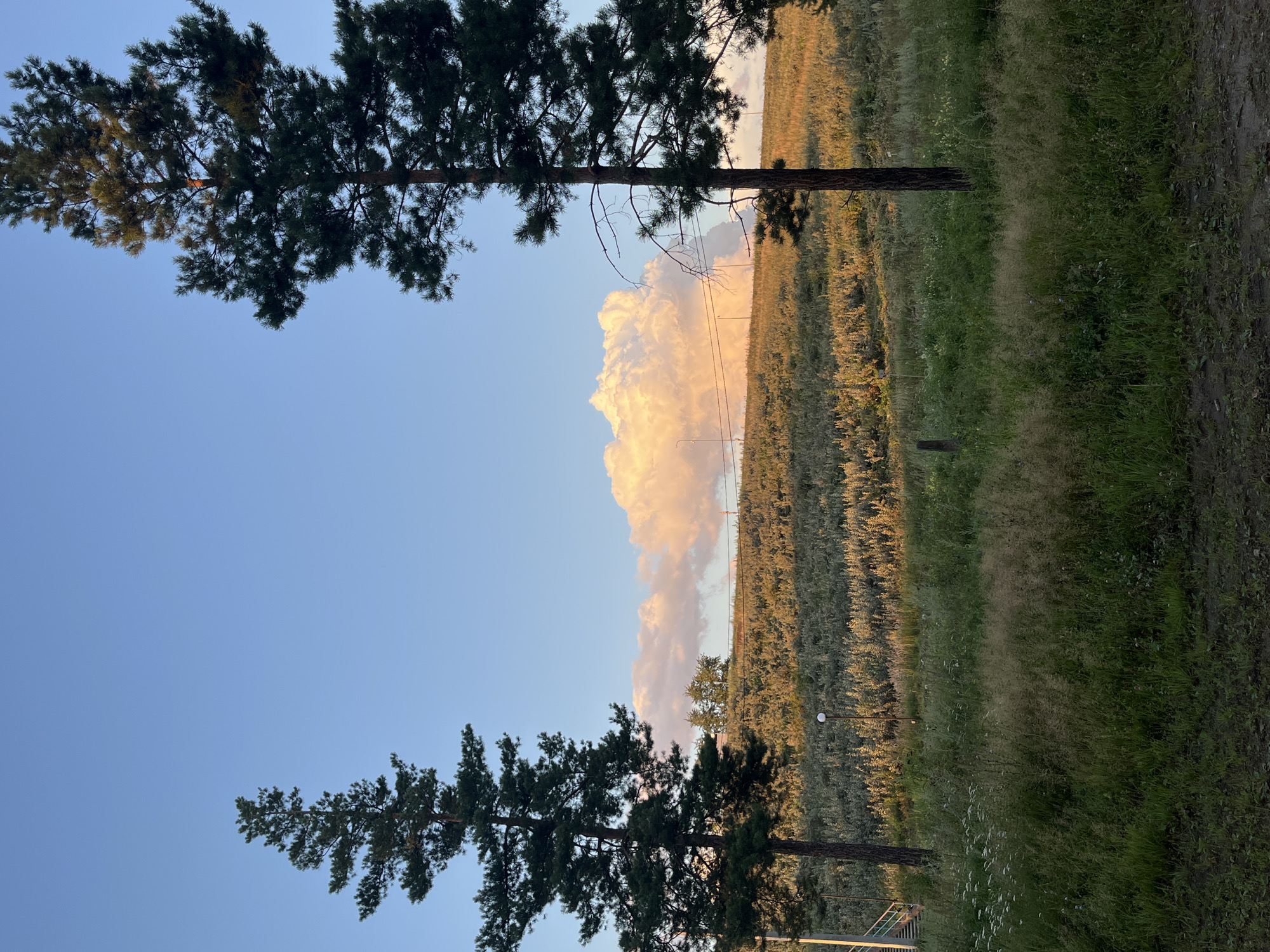 A landscape photograph captures a treed hillside under a clear blue sky with a large, brightly lit cloud formation in the mid-ground. Two tall, dark green pine trees flank the image, one on the left and one on the right, with their upper branches silhouetted against the sky. The hillside is covered in dry, golden-brown vegetation, likely grass or brush, illuminated by the warm, low-angled light of the setting sun. A few sparse white wildflowers are visible in the foreground grassy area. In the background, a faint horizon line suggests distant hills or terrain. A single, small, white streetlamp is visible on the hillside, and a set of stairs with a railing is partially visible on the far left. The overall impression is one of a natural, rural setting. This scene could be located in the outskirts of Chaikovsky, Russia, given the landscape features, particularly the rolling hills and mixed vegetation which are common in the Perm Krai region.