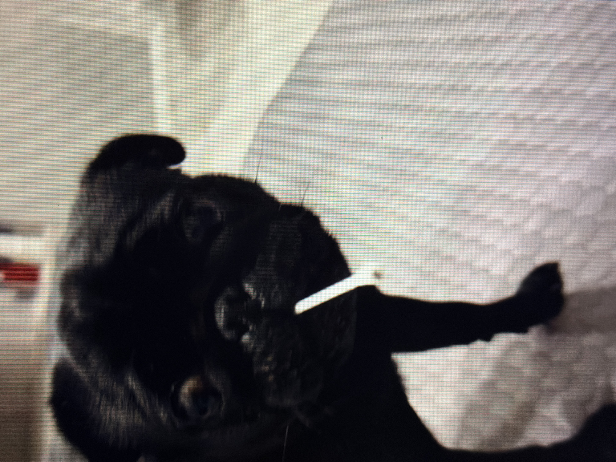 A black pug dog is pictured with a white object, possibly a dog biscuit or chew toy, held in its mouth. The dog is looking directly at the camera. The background is blurred and appears to be an indoor setting with a light-colored, textured surface. The image quality is low, with visible pixelation. No specific location in Sirius, Russia can be determined from the visual information provided.