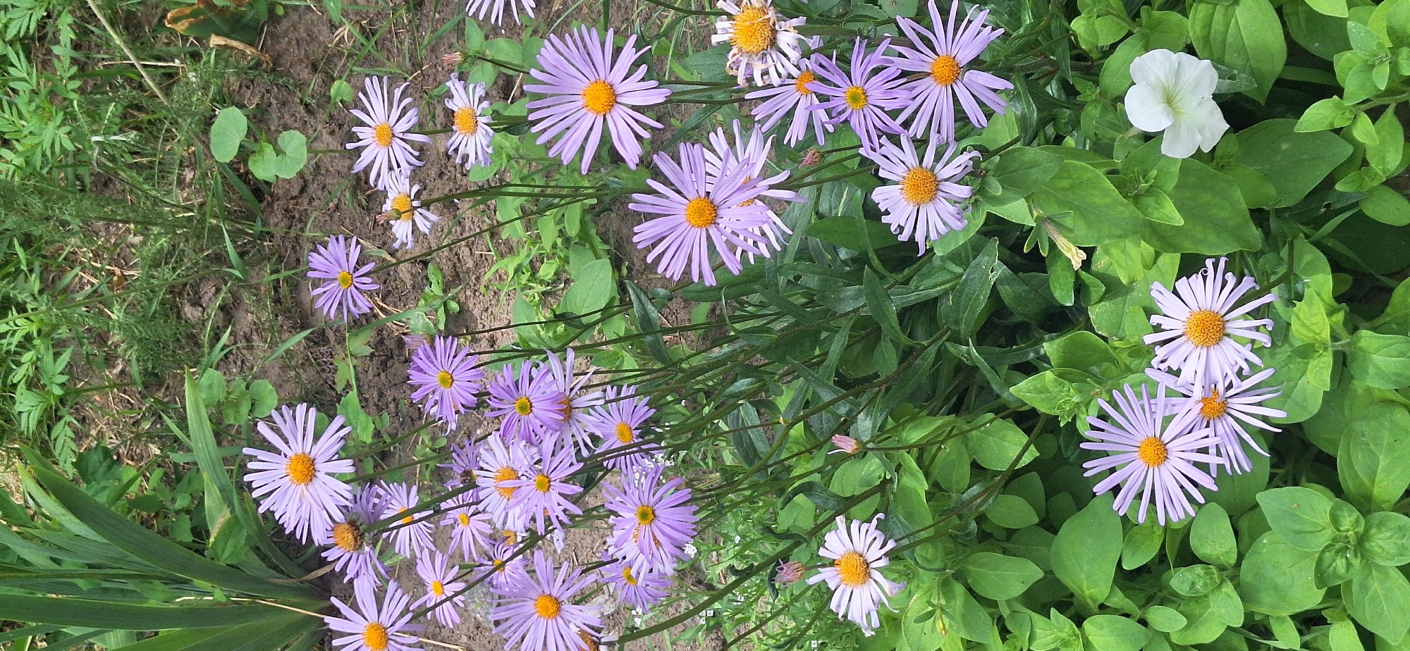 The media file is a top-down, eye-level shot of a garden bed filled with various flowers and foliage. The dominant subjects are numerous aster flowers, characterized by their delicate purple petals and bright yellow centers. These asters are in various stages of bloom, with some appearing fully open and others still budding or slightly wilted. Interspersed among the asters are lush green leaves, some broad and some slender, creating a dense ground cover. A single white petunia flower stands out amongst the purple asters and green leaves in the upper right quadrant of the image. The ground beneath the flowers is a mix of dark soil and sparse vegetation. The lighting suggests it is daytime, with no strong shadows indicating direct sunlight. The overall scene conveys a natural, outdoor setting, likely a garden, in Bila Tserkva, Ukraine. There is no visible text or any people in the image.