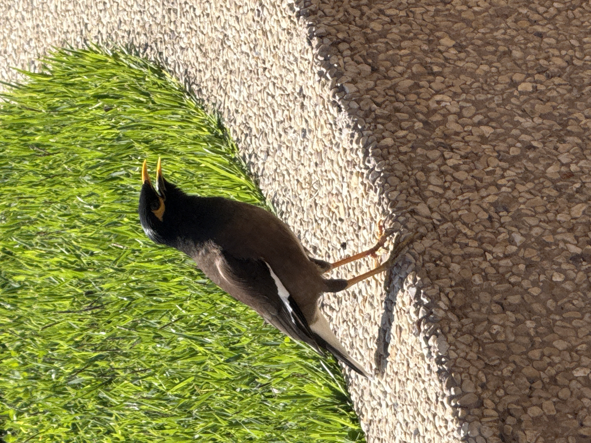 A common myna bird stands on a beige, textured stone surface next to a patch of artificial green grass. The bird's head is tilted back, beak open and pointed upward. The bird has black feathers on its head and chest, brown feathers on its wings and back, a white stripe on its wing, and yellow legs and beak. The background shows a transition from the artificial grass to the stone surface. This image was taken in Givatayim, Israel.