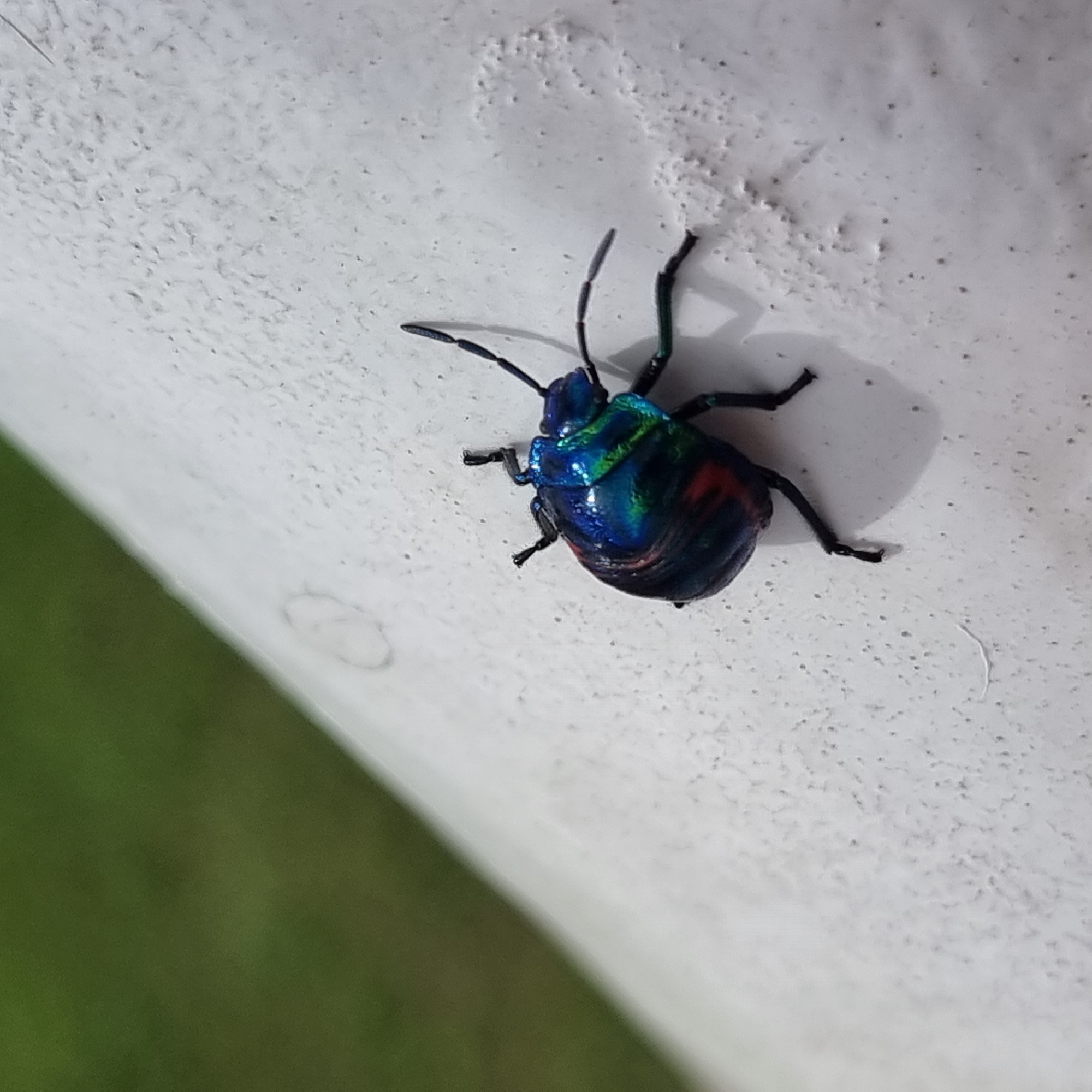 In Dunnae-myeon, South Korea, a metallic blue and green shield bug, approximately 1.5 cm long, is perched on a textured white surface. The bug's body exhibits iridescent qualities, with streaks of red and black visible on its abdomen. Its legs and antennae are dark and slender. The white surface appears to be a railing or pipe, with a grainy texture and some slight discoloration. In the background, a blurry expanse of green foliage, suggesting a park or garden, fills the upper left portion of the frame. The lighting indicates it is daytime, with a shadow cast by the bug onto the white surface.