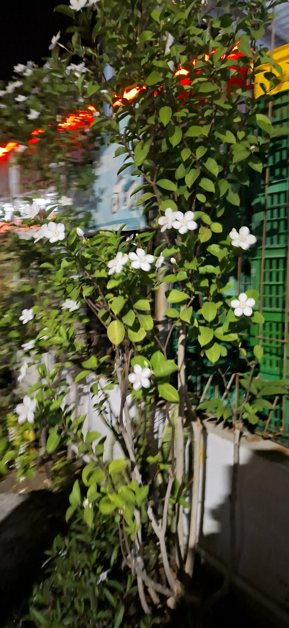 This is a close-up, vertical shot of a flowering plant with lush green leaves and white blossoms. The plant is illuminated by a string of red lights that are visible among the foliage, creating a warm glow. In the background, a green metal grille is visible, suggesting an urban setting. The image appears to be taken at night or in low light conditions. The specific location in Surabaya, Indonesia, is not discernible from the visual information alone.