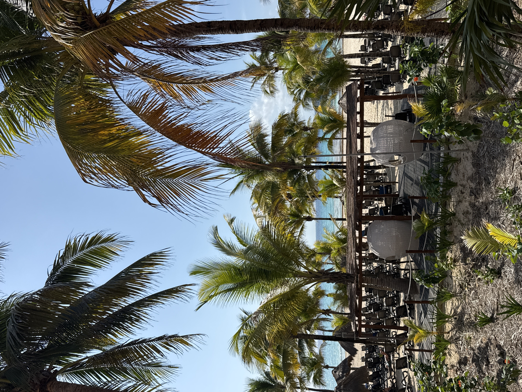 The image shows a tropical scene in Playa del Carmen, Mexico. In the foreground are numerous palm trees with green and brown fronds against a clear blue sky. In the mid-ground, there's a wooden pathway leading to a beach area. Along the pathway, two white, spherical, woven chairs are visible. Rows of dark chairs are set up on the sand, likely for an event. The background features the turquoise water of the Caribbean Sea. The scene is well-lit, suggesting a sunny day. There are no people directly visible in the image.