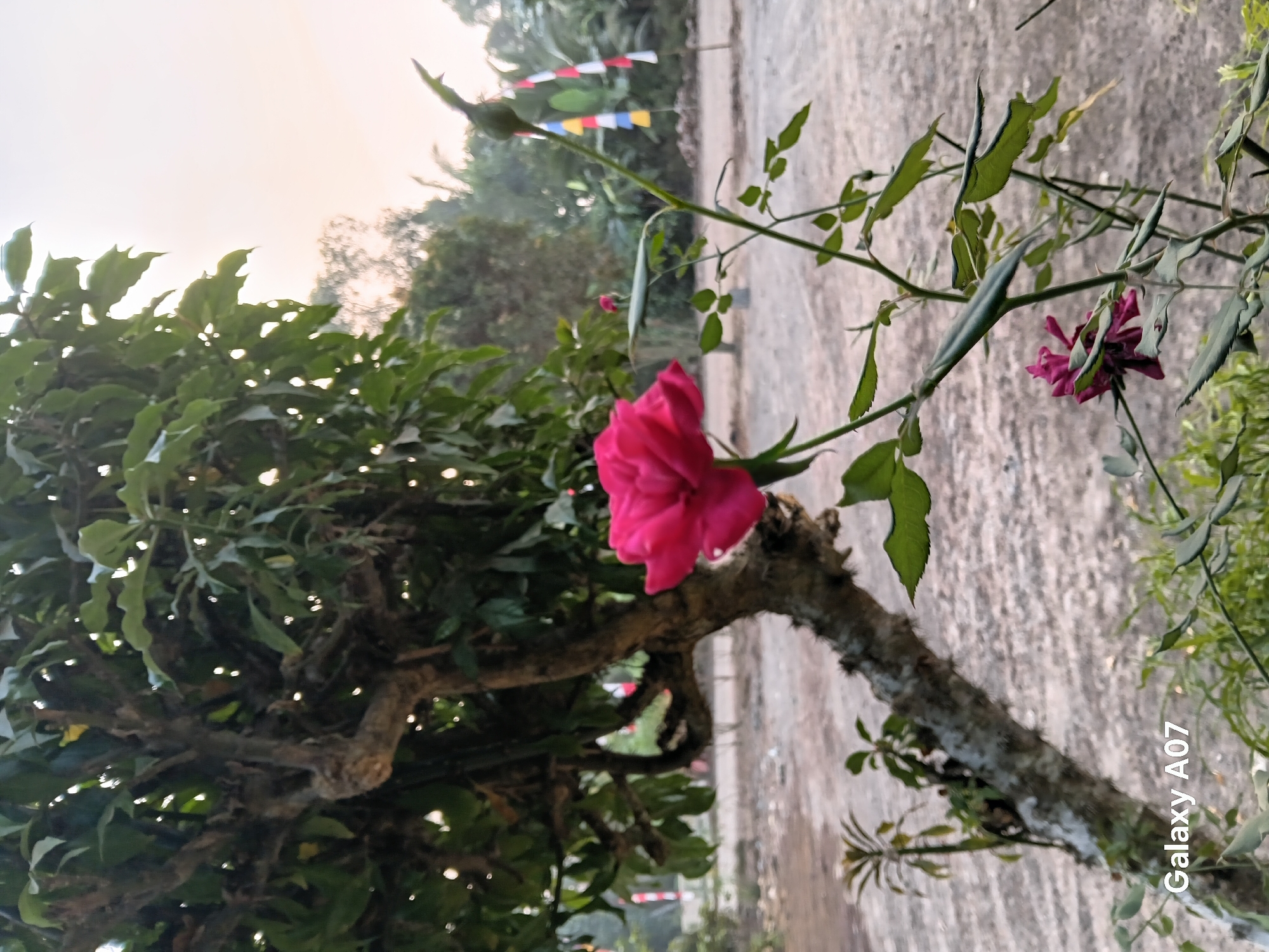 The image depicts a close-up view of a bright pink rose in the foreground, with a single smaller, darker pink rosebud and stem to its right. The rose is set against a backdrop of a rough, textured tree trunk with many branches and green leaves. In the midground, there is an open, sandy area. In the background, the scene is partially obscured by foliage and trees, with a bright, overcast sky. Several colorful flags on poles are visible in the far background. The lower left corner of the image contains the text "Galaxy A07". The overall impression is that of an outdoor scene, possibly in a rural or semi-rural area, at dawn or dusk given the soft lighting. There are no people or animals visible in the image, and no specific actions or interactions are taking place. The environment appears to be a natural or semi-natural setting with some man-made elements like the flags.
