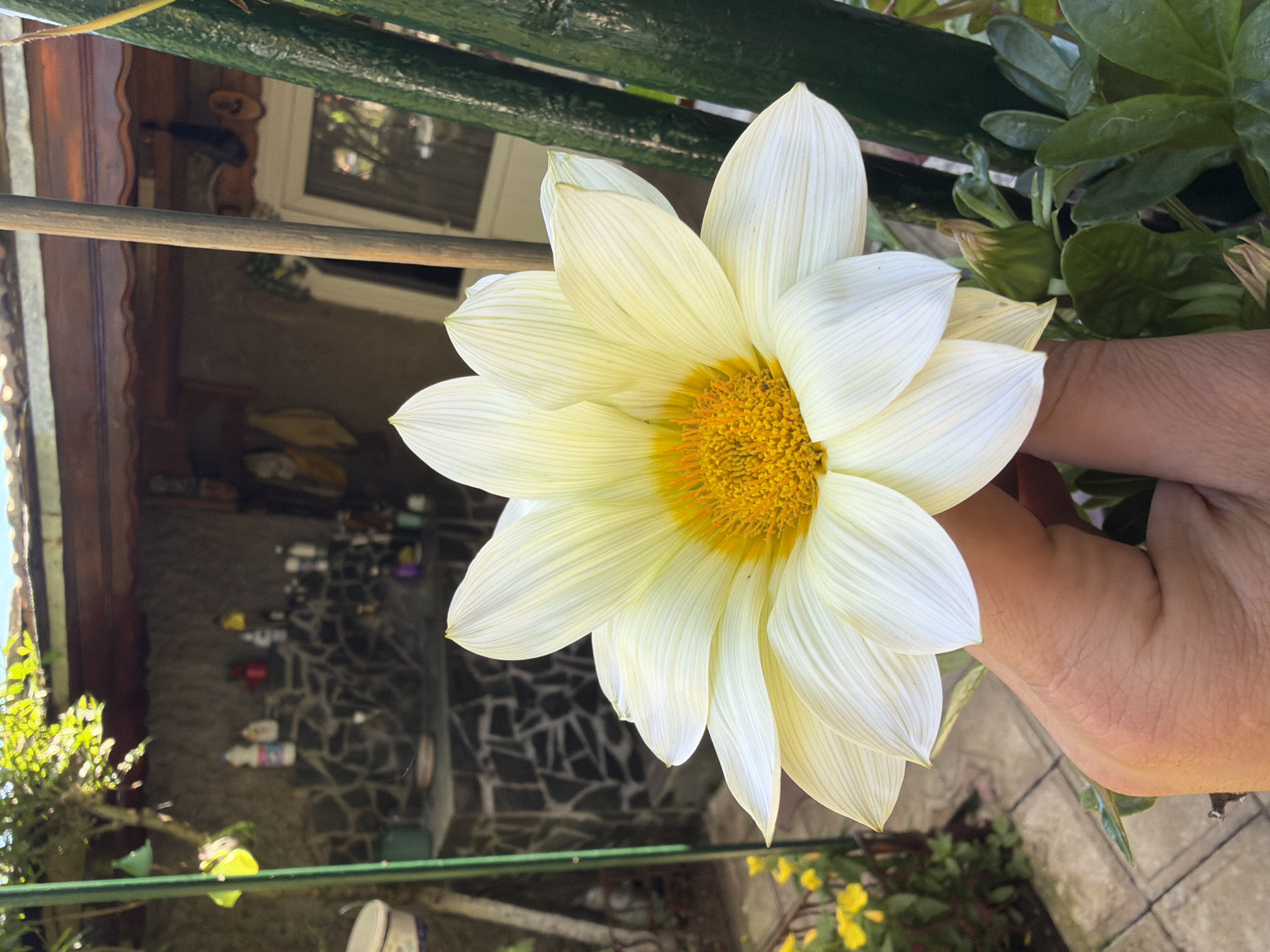 The image captures a close-up of a person's hand holding a large, white and yellow flower. The flower has many delicate petals radiating from a bright yellow center. In the background, a rustic outdoor area is visible, with a stone wall, a covered patio with wooden beams, and some gardening tools and supplies. The scene appears to be in a residential backyard setting.