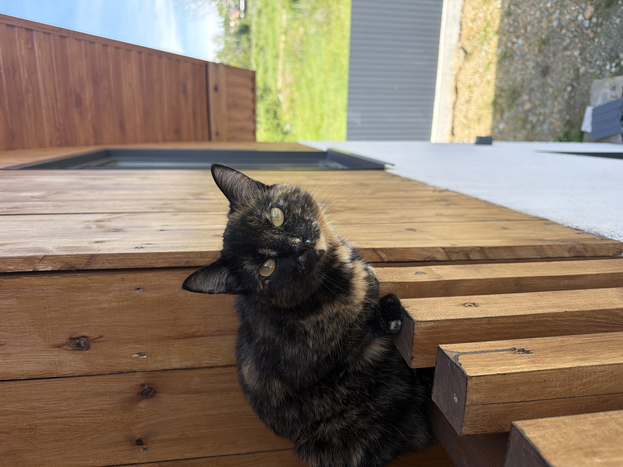 A tortoiseshell cat is perched on a wooden railing on the side of a building. The cat is looking towards the viewer with its head slightly turned. The building appears to be made of wood and has a large window. In the background, there is a grassy field with some trees and a fence. The sky is blue and clear. The location is the city of Malinovka, Russia.