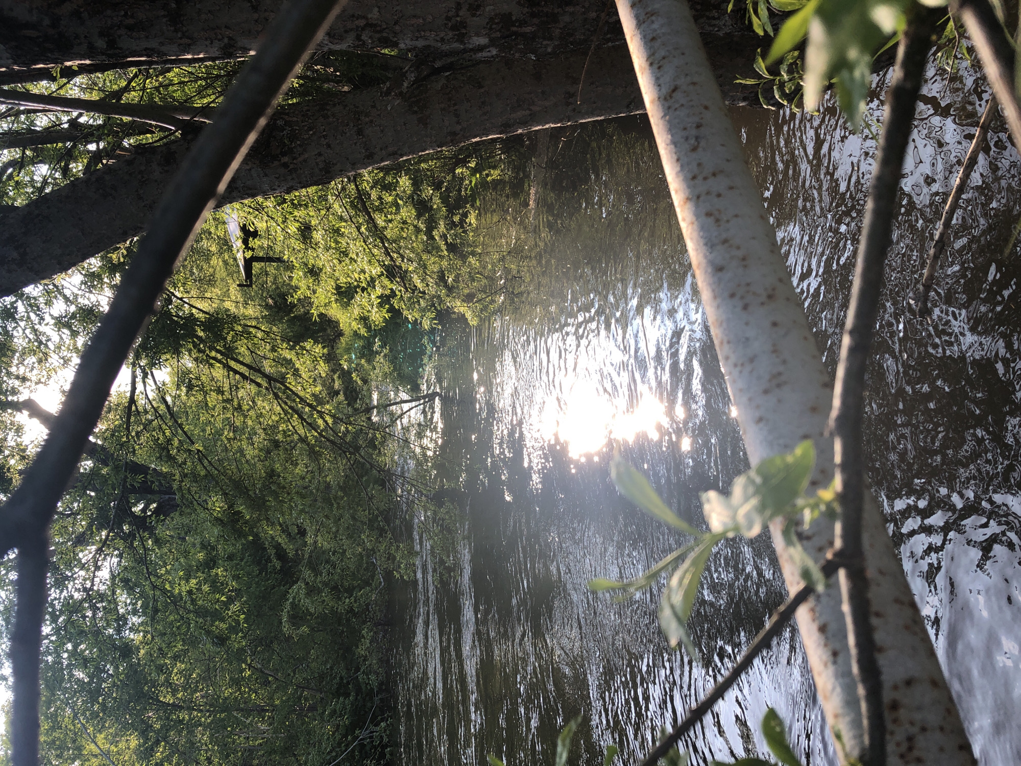 This image captures a tranquil scene of a flowing river surrounded by lush green foliage. The sun, positioned in the upper left quadrant of the frame, casts a shimmering reflection on the water's surface. The foreground is partially obscured by a rusty metal railing and branches from trees, creating a sense of depth and framing the natural landscape. The overall impression is one of serene natural beauty. The specific location in Yelizovo, Russia, is not identifiable from the visual elements present in the image.