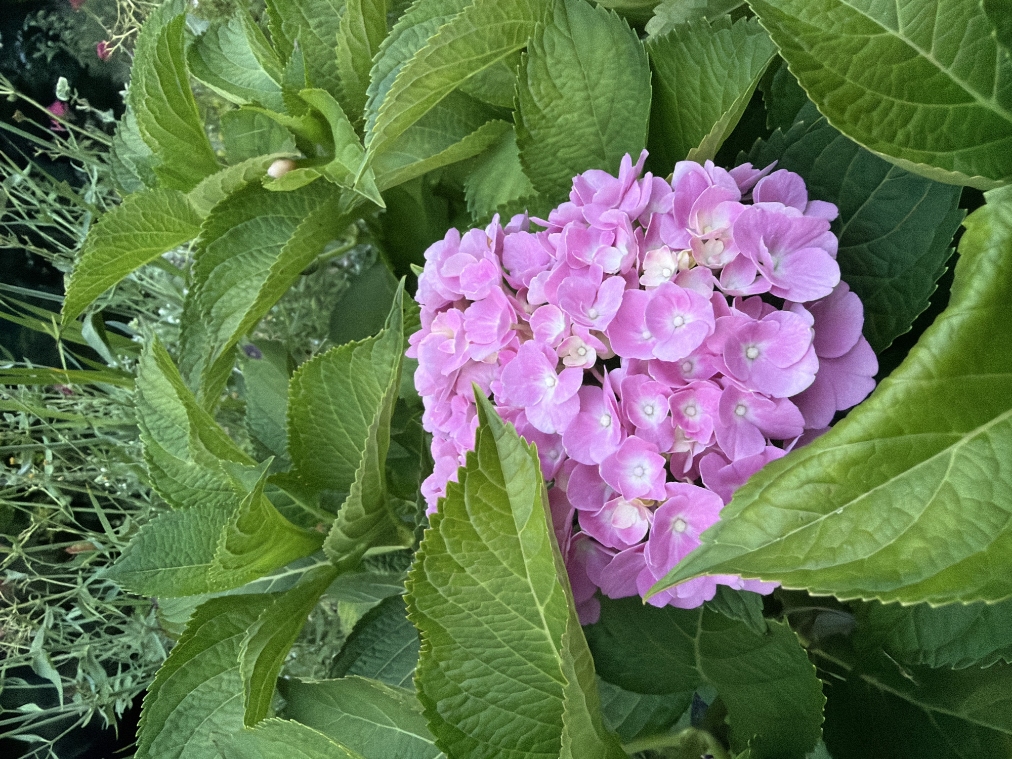 A cluster of pink hydrangea flowers is nestled among lush green leaves. The flowers are small and delicate, with multiple petals forming a rounded shape. The leaves are large and broad, with a textured surface and serrated edges. The background is a blur of greenery, suggesting an outdoor garden setting. The image appears to have been taken in the city of Creußen, Germany.