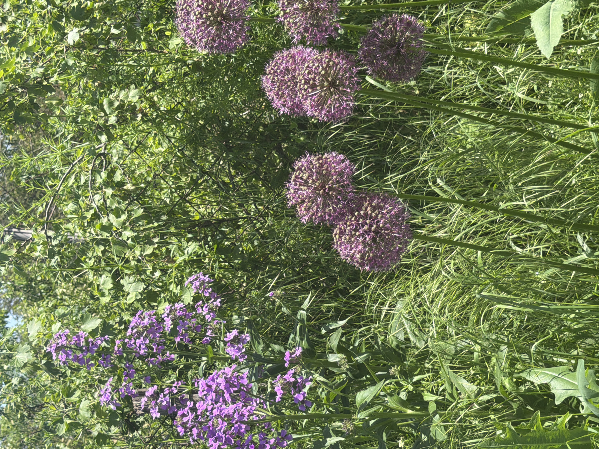 The image shows a garden scene featuring several types of purple flowers amidst green foliage and grass. The focal points are the spherical purple allium flowers and the smaller clusters of purple dame's rocket blossoms. The background consists of mixed vegetation, including leafy plants and grass. The scene appears to be outdoors, possibly in a garden or naturalized area. There is no evidence that this location is in Leningradskaya, Russia. No people, objects, actions, or interactions are evident.