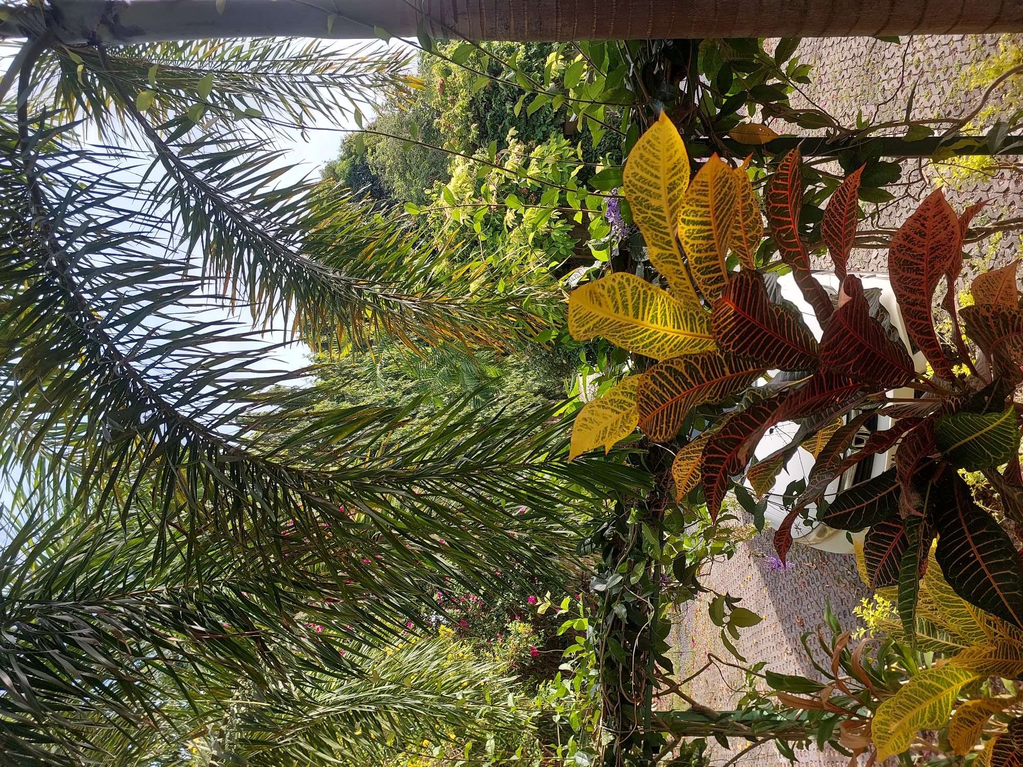 The image shows a close-up view of lush green foliage, dominated by the fronds of a palm tree arching over a garden setting. In the foreground, a Croton plant displays vibrant, multi-colored leaves in shades of yellow, red, and green, with intricate vein patterns. The plant is positioned in front of an outdoor area with a paved ground, possibly a driveway, and a portion of a white car is visible. Behind the Croton, a dense collection of various green plants and some small pink flowers create a vibrant backdrop. The scene is framed by the thick trunk of another palm tree on the right side of the image. The background consists of a more distant, dense green forest. The sky is visible through the palm fronds, suggesting an outdoor, possibly tropical, environment. The overall impression is one of a well-maintained garden or backyard, likely in a warm climate. The location specified, Baan Mae Nam, Thailand, aligns with this visual interpretation, as Thailand is known for its tropical vegetation and palm trees.
