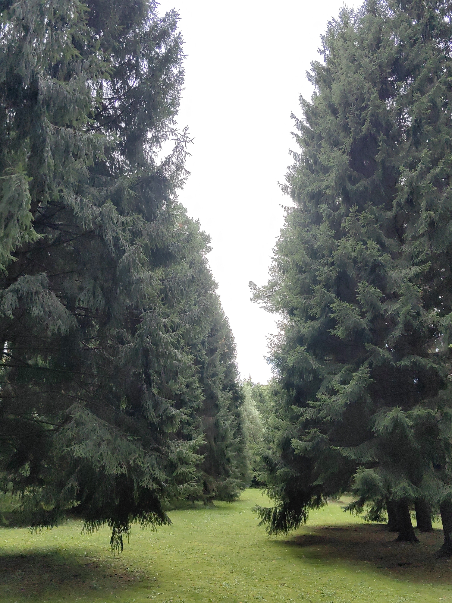 A full shot shows a pathway through a dense forest of pine trees. The trees are tall and dark green, with their branches reaching towards the sky. The ground is covered in green grass, with some patches of light and shadow. The sky is a bright, overcast white, indicating a cloudy day. The scene is peaceful and serene, with the natural beauty of the forest on full display.