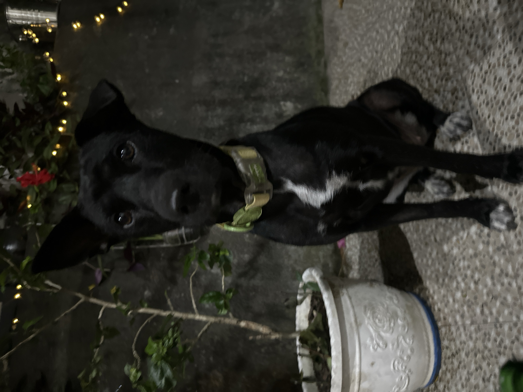 A black dog with pointed ears, wearing a green collar, sits on a tiled floor in front of a stone wall decorated with fairy lights and a plant in a white pot. The dog has a white patch on its chest and white markings on its paws. The scene appears to be outdoors at night.