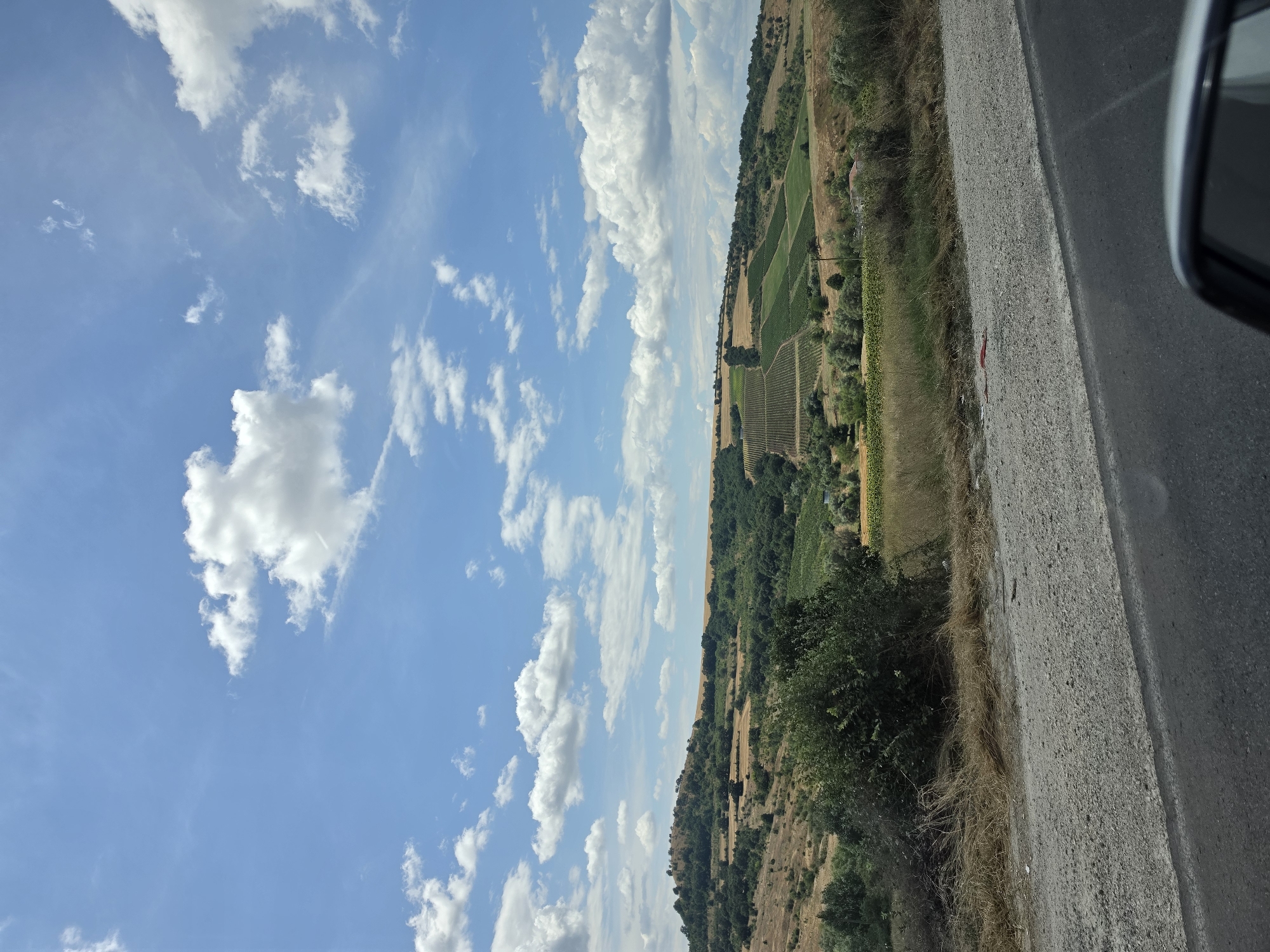 The image depicts a rural landscape under a bright blue sky dotted with fluffy white clouds. In the foreground, a paved road transitions to a gravel shoulder, with dry grasses and a green bush line the edge. Beyond the roadside, rolling hills are covered in a patchwork of agricultural fields, including vineyards with neat rows of green vines, and fields of golden crops, likely wheat or barley. Scattered trees and darker green foliage break up the cultivated areas, creating a varied texture across the landscape. A distant hill on the left is sparsely covered with trees. The scene appears to be taken from a moving vehicle, as evidenced by the reflection of a car's side mirror in the bottom right corner. The overall impression is one of a sunny day in a fertile, rural region.