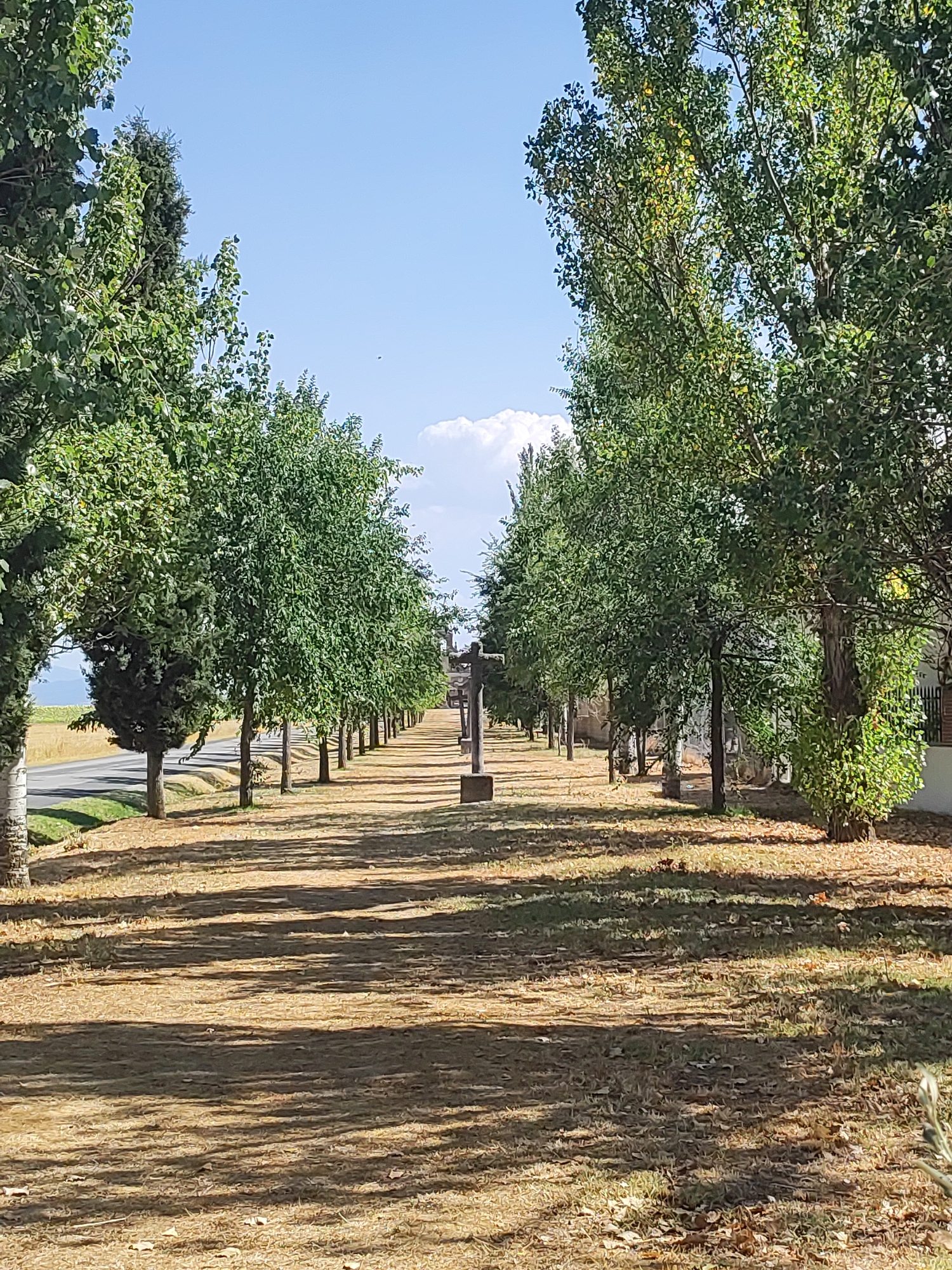 The image depicts a tree-lined pathway leading towards a distant intersection with a road and possibly a small structure or monument. The pathway is covered in dry, brown grass and is bordered on both sides by rows of mature trees with full green canopies, casting long shadows across the ground. In the foreground, there are some scattered dry leaves. Several stone crosses are visible along the right side of the pathway, suggesting a cemetery or a religious site. In the distance, a road runs horizontally across the frame, with a grassy verge and more trees on the other side. The sky is clear blue with a few wispy white clouds. The overall scene suggests a warm, dry day in a rural or semi-rural setting in Sangarcía, Spain. No people or animals are visible in the image.