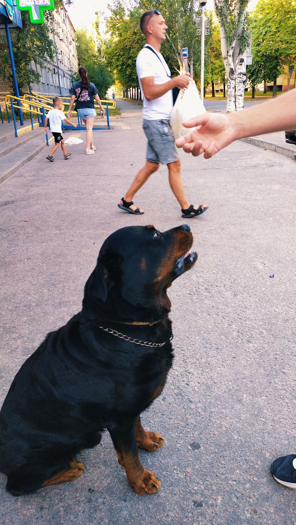 In the city of Horishni Plavni, Ukraine, a Rottweiler is sitting on asphalt. The dog is facing right with its mouth slightly open, looking up. A person's arm is extended into the frame from the right, reaching towards the dog. In the background, a man in shorts and a white t-shirt is walking away from the camera, carrying a white bag. A woman in denim shorts and a dark t-shirt is walking in the same direction, with a young boy in a white t-shirt and black shorts ahead of her. The scene appears to be a sidewalk or street with trees and buildings lining the area.