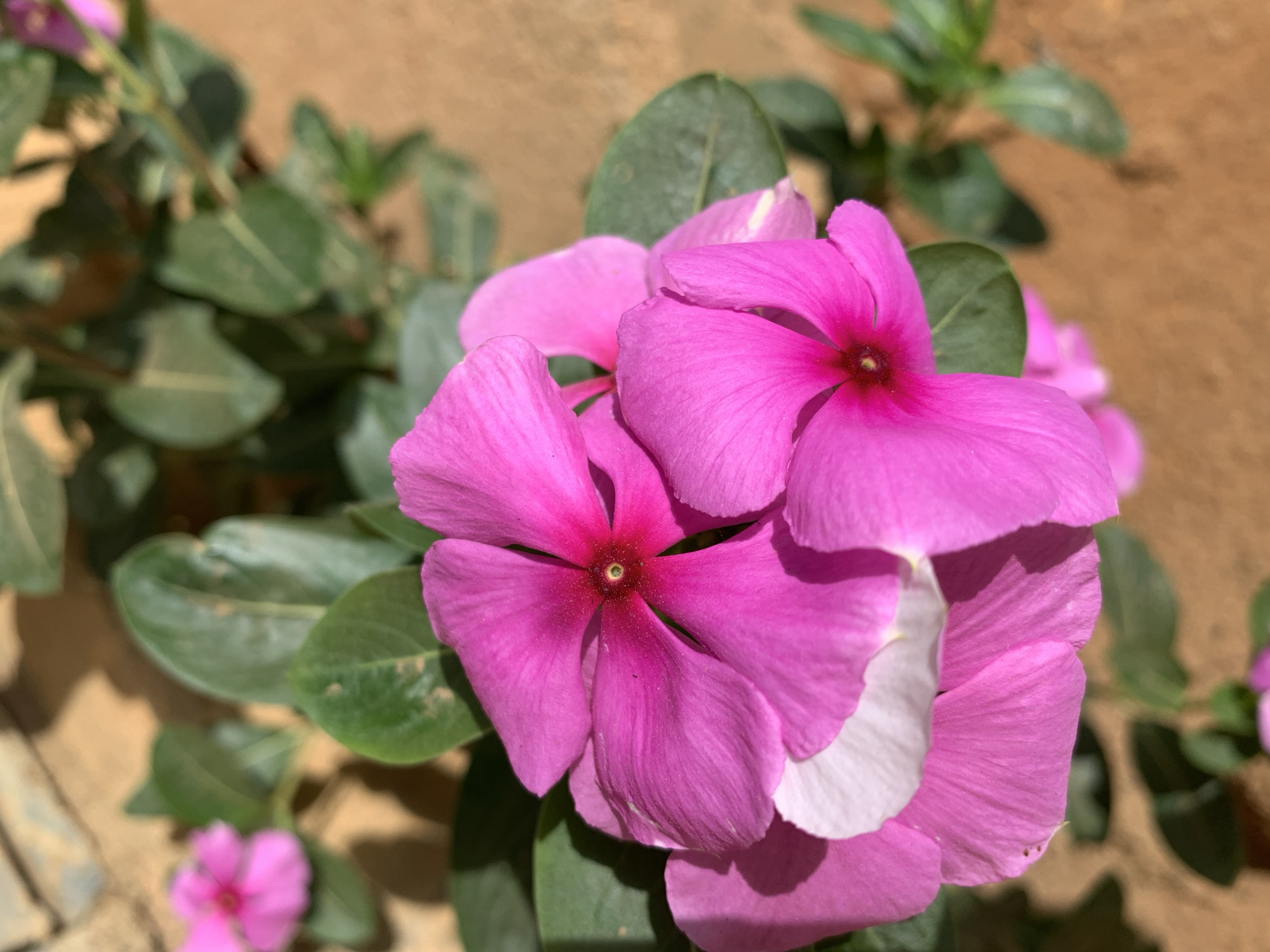 The image shows a close-up of bright pink flowers with green leaves. The background is a blurry brown, suggesting a wall or ground. The location is Rafin Par, Nigeria. There are no people visible. The subject is flowers growing outdoors.