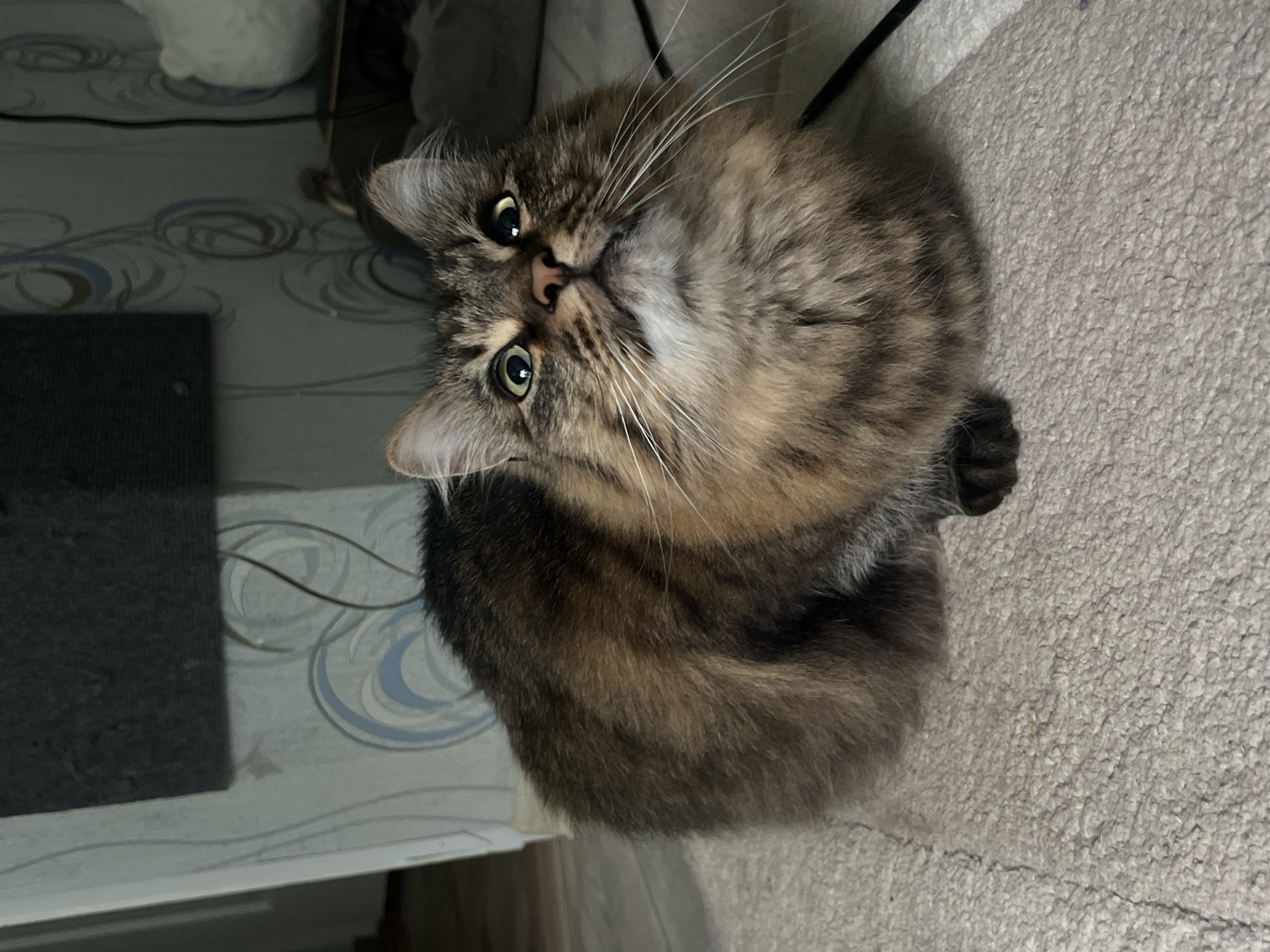 A fluffy, brown tabby cat is sitting on a light-colored carpet, looking upwards. The cat has green eyes and white whiskers. The background is a wall with a light blue and white swirling pattern, and a dark gray rectangular object is mounted on the wall. To the right of the cat, a white, round object is visible on a dark surface. The image appears to be taken indoors, possibly in a residential setting. There is no discernible information in the image that would allow for the identification of its location in the city of Chaikovsky, Russia.
