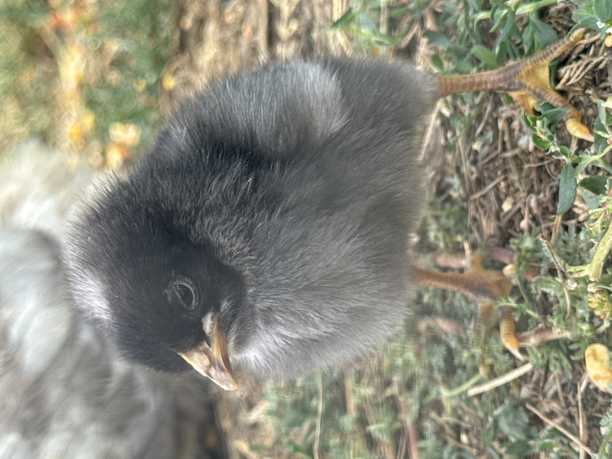 A close-up, eye-level, vertical shot focuses on a young chick standing on the ground. The chick's head is turned to its left, revealing a dark black crown, a greyish-black face, and a light brown beak. Its body is covered in fluffy, grey down, with a small patch of lighter grey feathers visible on its right side. The chick's legs and feet are a yellowish-brown color, and it stands amidst dry grass, twigs, and sparse green vegetation. The background is softly blurred, showing hints of brown earth and out-of-focus yellow and green foliage, suggesting an outdoor environment. There is no discernible information about the city of Shcherbanka, Ukraine, in this image.