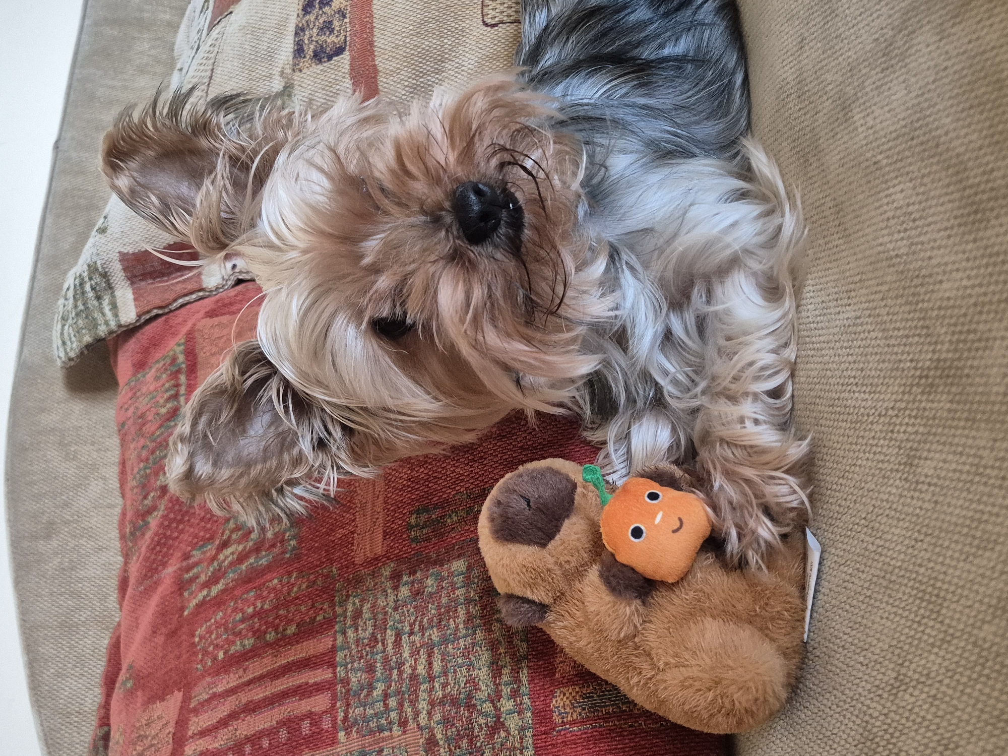 A Yorkshire Terrier dog lies on a brown couch with an orange patterned throw pillow. The dog is lying down with its head tilted to the left. Next to the dog is a plush toy in the shape of a brown paw with an orange cartoon pumpkin resting on it. The background is a beige colored couch. No people are visible. The location in Pavlikeni, Bulgaria is unknown.