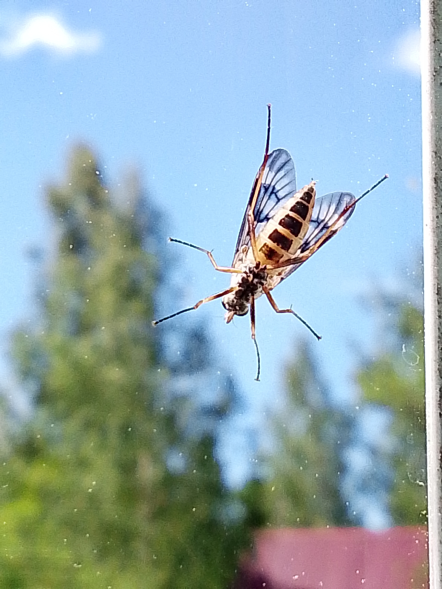 A clear, close-up, low-angle shot shows an insect clinging to a window pane. The insect, with translucent wings bearing dark veins, has a banded abdomen of tan and brown. Its legs are thin and dark. Behind the insect, blurred images of trees and a blue sky suggest an outdoor setting. The location is Снопок Новый, Russia.