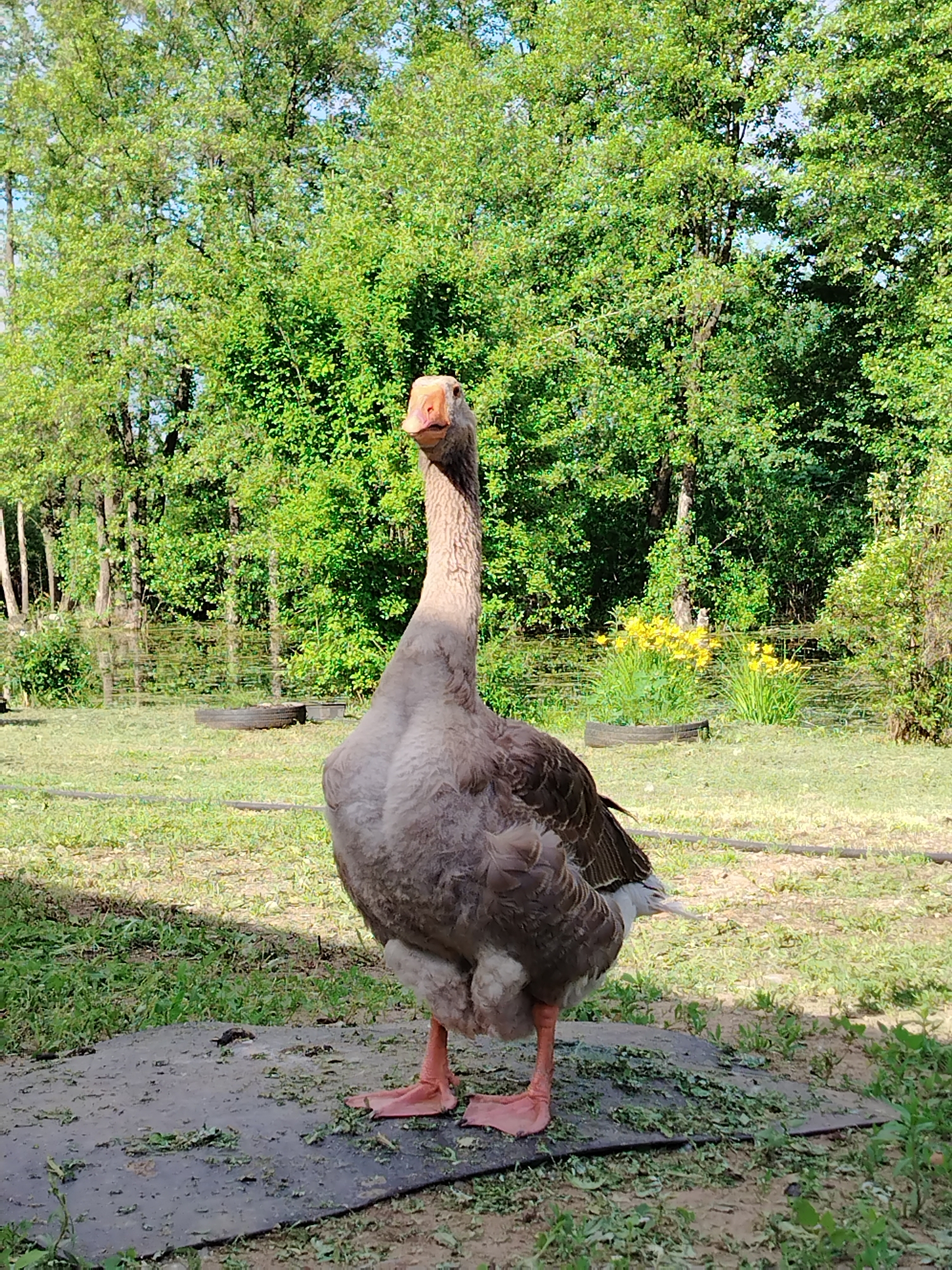 The image displays a single gray domestic goose standing prominently in the foreground of an outdoor scene in the city of Noviy, Russia, under bright daylight conditions. The goose, facing directly towards the viewer, possesses grayish-brown plumage on its body, a lighter gray neck, and an orange beak with an orange cere. Its webbed feet are also orange. It stands on an irregular dark mat, which is partially covered with green plant debris. The immediate ground consists of sparse grass and patches of bare earth. In the midground, to the left, a dark, worn tire lies flat on the grass. To the right, another tire contains a cluster of blooming yellow flowers. Behind these objects, a body of water, possibly a pond or ditch, is visible with green surface vegetation. The background is dominated by a dense arrangement of deciduous trees with vibrant green foliage, indicating a lush, possibly forested or heavily vegetated area. Shadows suggest sunlight from an overhead or slightly off-center source. No people are visible.