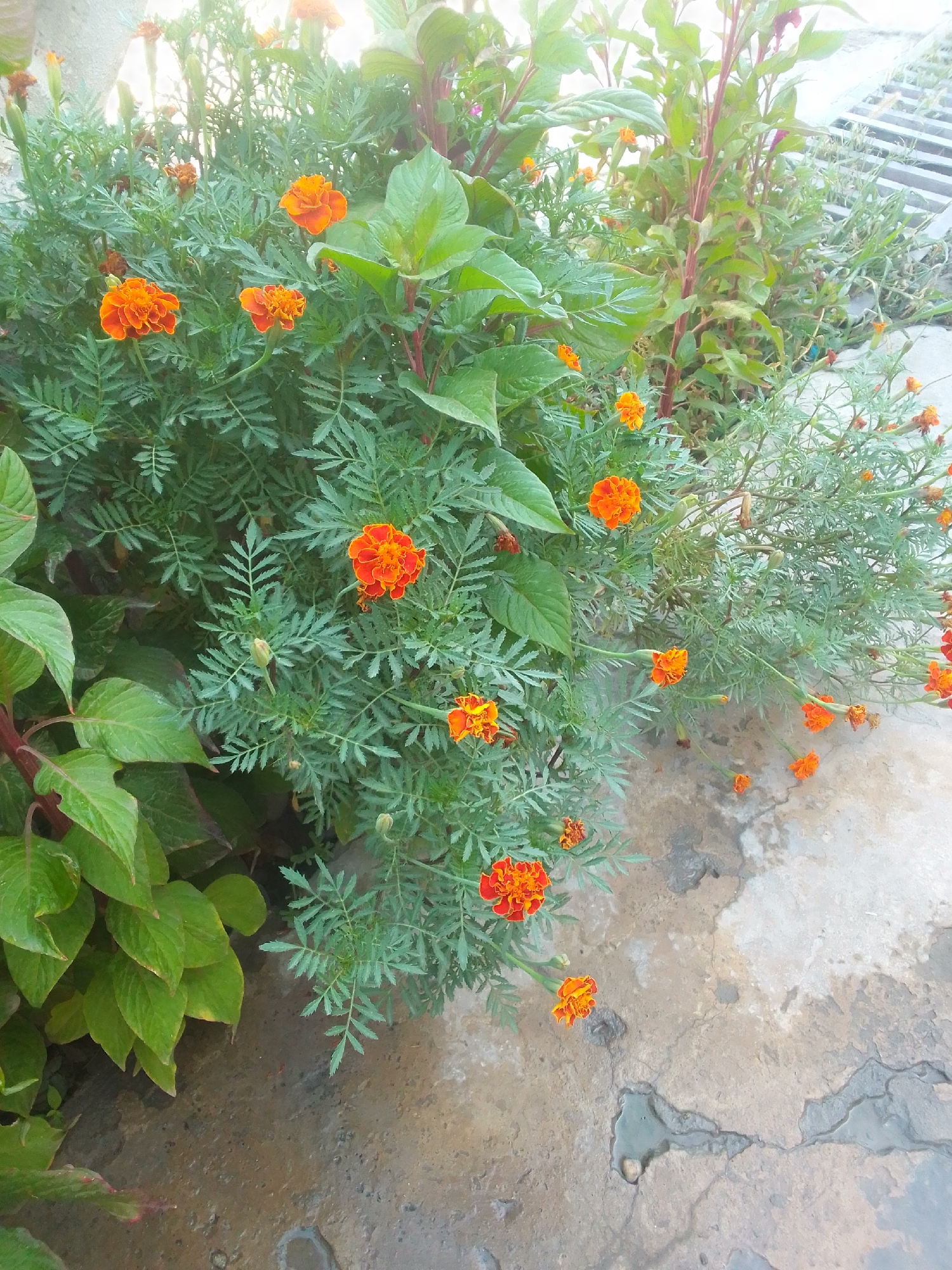The image depicts a close-up view of a cluster of vibrant orange marigolds in a garden setting. The flowers, characterized by their ruffled petals, are the primary subjects, interspersed with lush green foliage and slender stems. Some marigold buds are also visible, indicating ongoing growth. In the background, a concrete surface with a slightly weathered texture and patches of moisture suggests an outdoor environment. Hints of other greenery, possibly larger-leafed plants with reddish stems, are present on the left and in the upper right. A metal grate structure is partially visible in the far background, hinting at urban infrastructure. The lighting appears to be natural daylight, possibly diffused by overcast conditions or the time of day. There are no people or animals visible in the frame. The overall scene conveys a sense of natural beauty within a cultivated outdoor space, potentially a garden or courtyard. The location is identified as Kattakurgan City, Uzbekistan.
