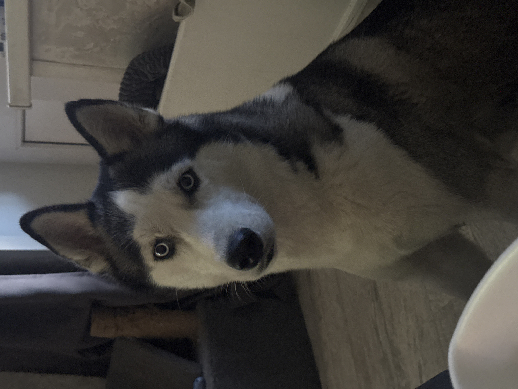 A close-up, slightly tilted shot of a husky dog looking directly at the camera. The dog has distinctive markings: a white face with black around the eyes and a dark gray and white coat. It is positioned near a surface that appears to be the underside of a table or countertop, suggested by a light-colored flat plane in the background. Below, a dark gray cushion or piece of furniture is visible. The environment suggests an indoor setting, potentially a home. The breed and markings of the dog are the main focal points.