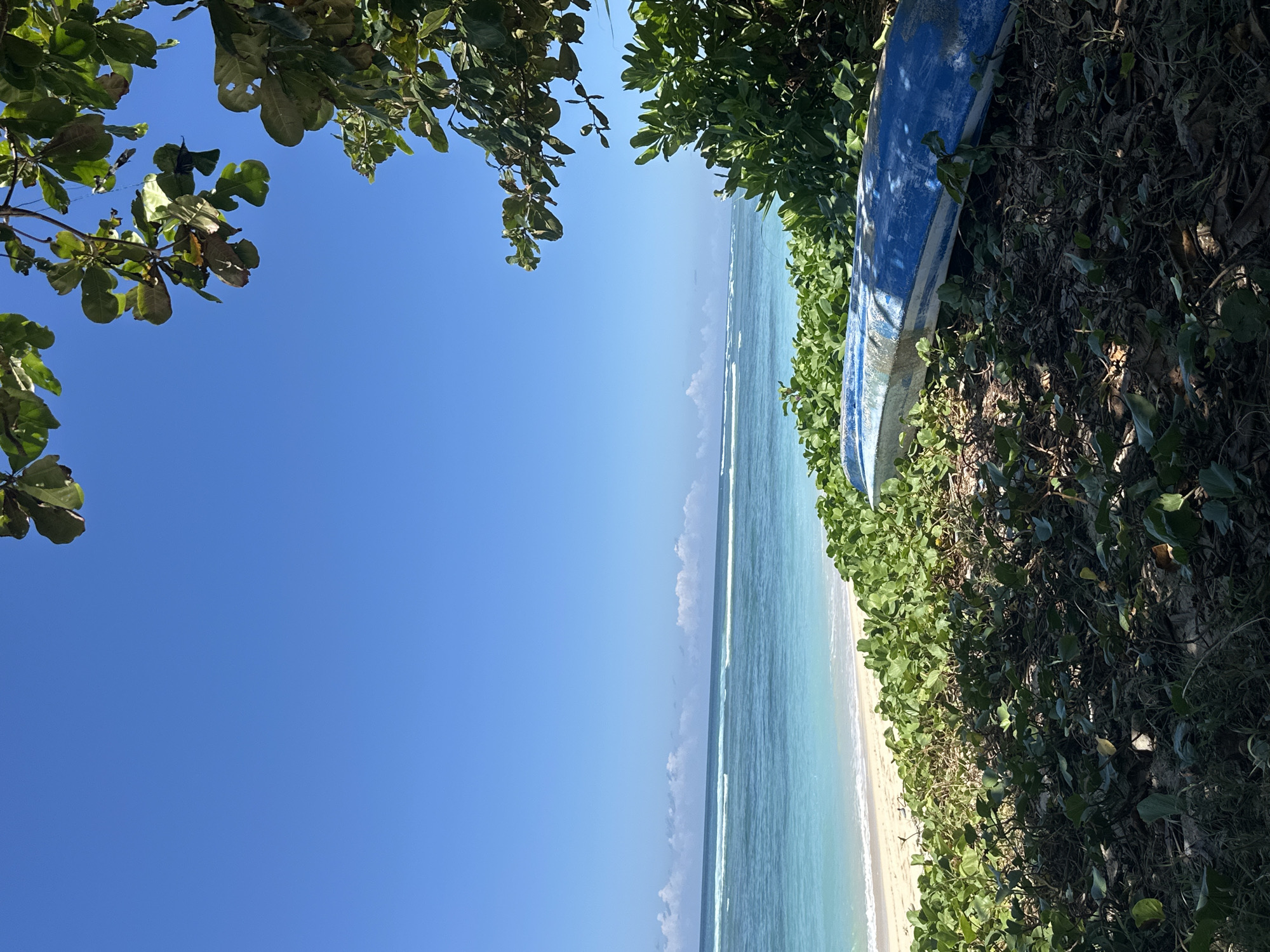 This image captures a vibrant, sunlit tropical beach scene, likely viewed from behind some coastal vegetation. The clear, bright blue sky dominates the upper left portion of the frame, suggesting a sunny day, likely mid-morning or early afternoon.
Lush green foliage and tree branches, with distinct broad leaves, frame the view from the top and extend down the right side of the image. Nestled within this dense greenery on the right, a weathered blue and white boat is partially visible, appearing to be resting on the land or pulled ashore.
Below the sky and beyond the foliage, the tranquil turquoise ocean stretches across the scene, characterized by gentle waves creating parallel lines of white foam as they break near the shore. A narrow strip of light-colored sandy beach runs along the edge of the water.
There are no people or specific activities taking place, contributing to a sense of peaceful isolation and natural beauty. The weather is clear and calm, with no clouds in the sky. The setting, with its tropical foliage, pristine beach, and clear waters, aligns with the provided location context of Kuta Selatan, Indonesia. No visible text is present in the image.
