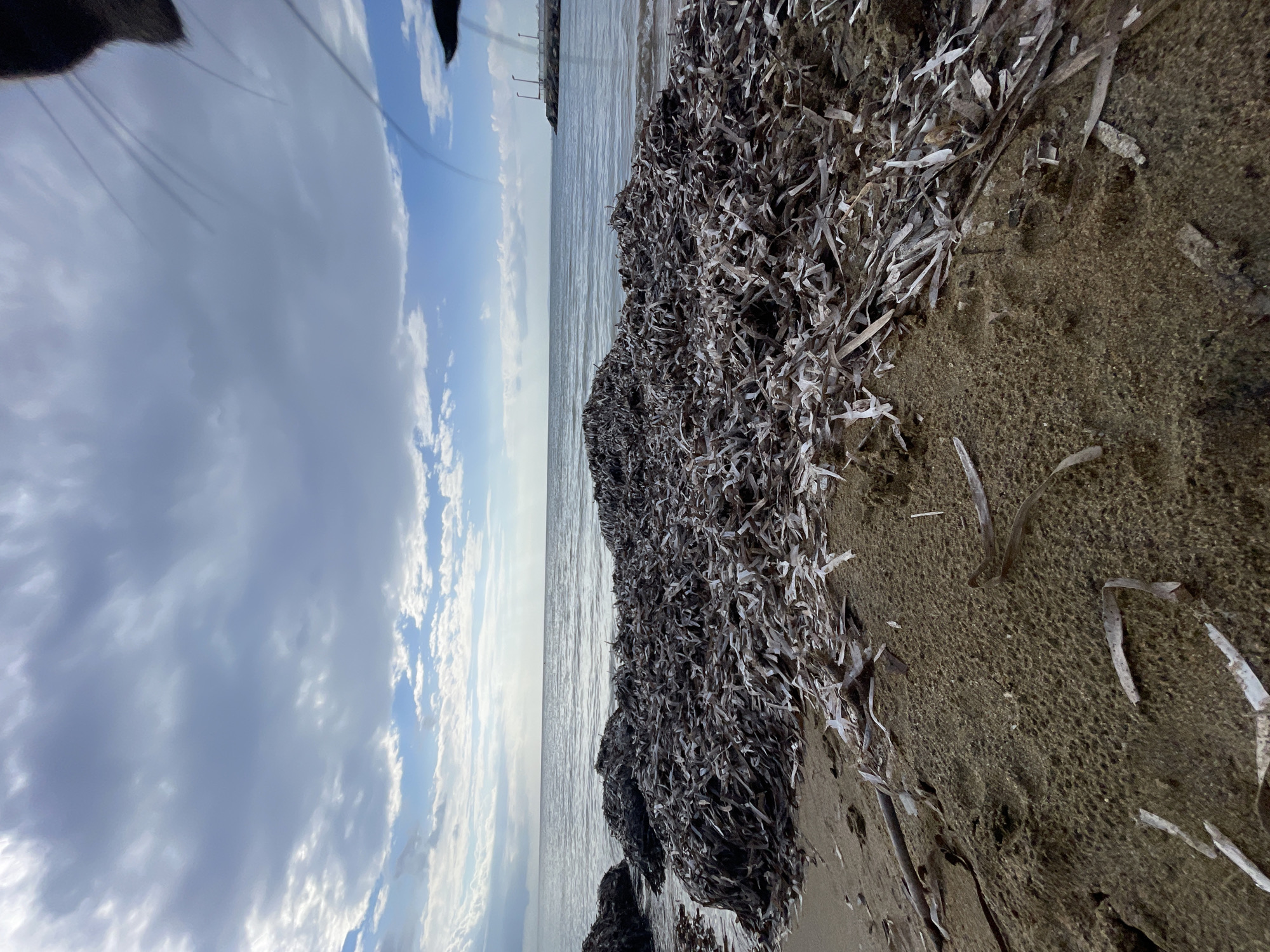 The image depicts a beach scene in Trikomo, Northern Cyprus. The foreground is occupied by damp sand littered with dried seaweed and debris. In the middle ground, a large pile of seaweed is visible, extending towards the sea. The water is calm, with gentle waves lapping at the shore. In the distance, a pier with lights and a breakwater can be seen. The sky is overcast with scattered clouds, allowing some sunlight to filter through. The top right corner of the image shows part of a cat's face and whiskers, suggesting the presence of an animal nearby.