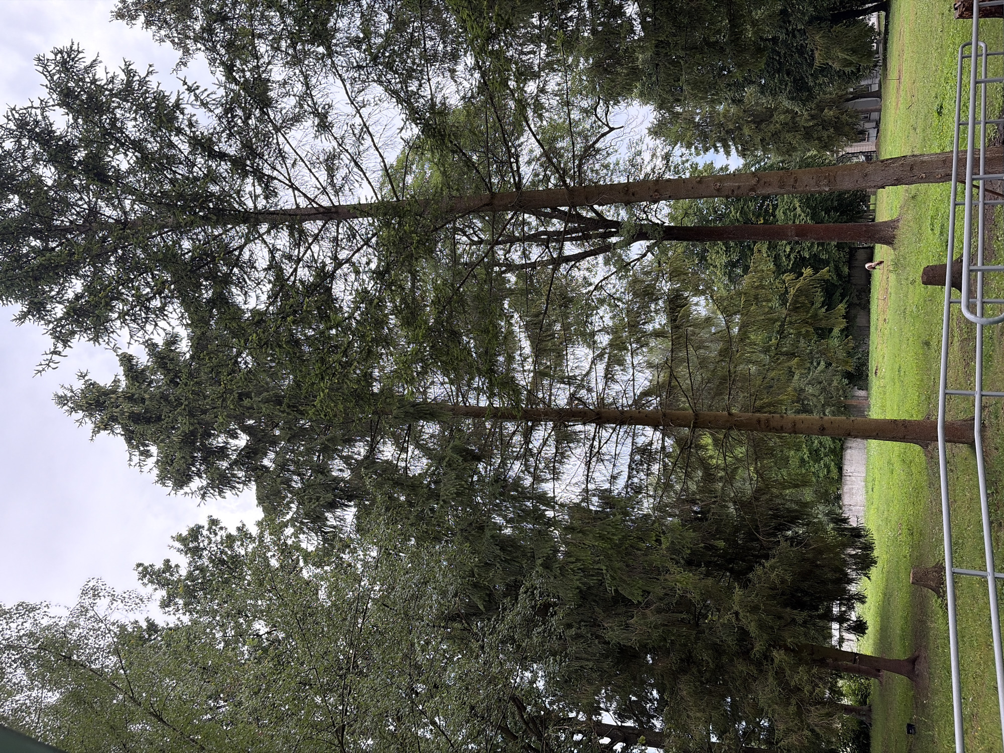 The image shows a park-like setting with tall evergreen trees and deciduous trees under a cloudy sky. In the middle ground, a light brown animal, possibly a deer, is grazing in a grassy field. A low concrete wall runs along the back of the field, and behind it, buildings and more trees are visible. In the foreground, a metal railing suggests a viewing area or walkway. The overall impression is a serene, natural environment within an urban or suburban area.