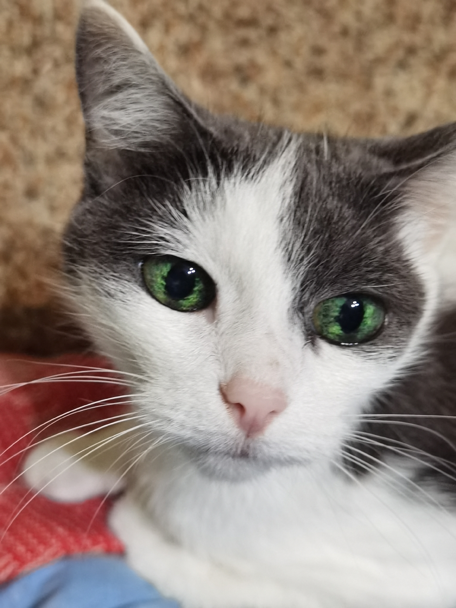 This is a close-up, head-on, portrait shot of a grey and white cat. The cat has bright green eyes and a pink nose. Its fur is short, and its whiskers are long and white. The background is a blur of brown and tan, suggesting a textured surface like carpet or fabric. The cat appears to be indoors. There is no visible indication of its location in Chaikovsky, Russia.