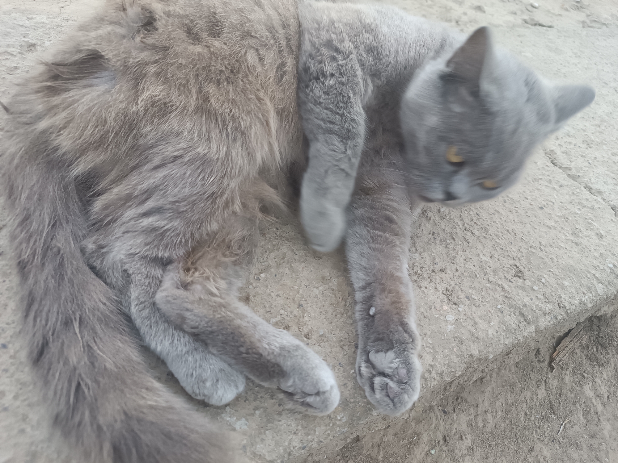 A medium shot captured from a slightly elevated perspective shows a grey cat lying on its side on a textured concrete surface. The cat is predominantly grey with some lighter fur visible. Its body is curled, and its paws are positioned in various ways, with one paw extended forward and blurred due to motion. The cat's head is turned away from the camera, with its yellow eyes partially visible. The concrete surface appears to be part of an outdoor area, with some dirt and debris scattered around. The image is taken in Vypasne, Ukraine.