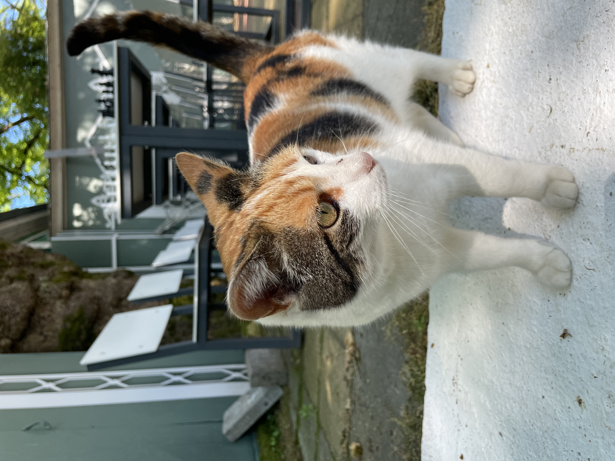 A calico cat stands on a white ledge, facing to the right. The cat has patches of white, orange, black, and gray fur. Its tail curves upwards and is striped with black and orange. In the background, there are several empty chairs with white backs and dark frames, positioned in front of a green wall. Further back, a table with a chess set is visible, with clear chairs around it. Trees with green leaves and a blue sky can be seen overhead. The ground is covered with patchy grass and gravel. The scene appears to be an outdoor seating area.