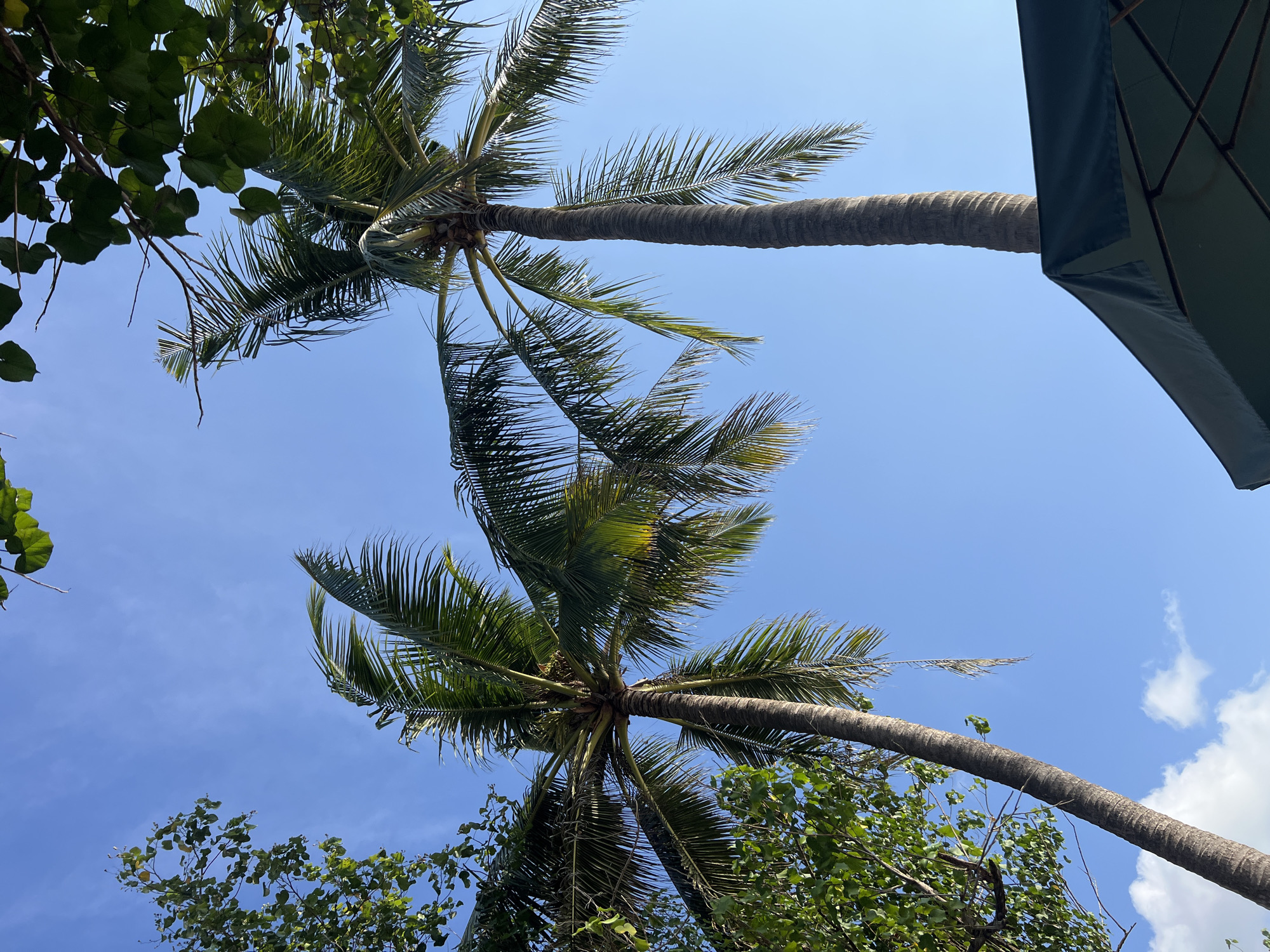 Two tall palm trees with green fronds reach towards a clear blue sky in Kuta, Indonesia. The fronds of the left palm tree are more spread out and appear to be swaying slightly. The frond of the right palm tree is closer to the top right of the frame. In the bottom right corner of the image, the dark green fabric of an open umbrella is visible, with its metal frame structure underneath. Some green leaves from another tree are visible in the upper left and upper right corners of the frame.