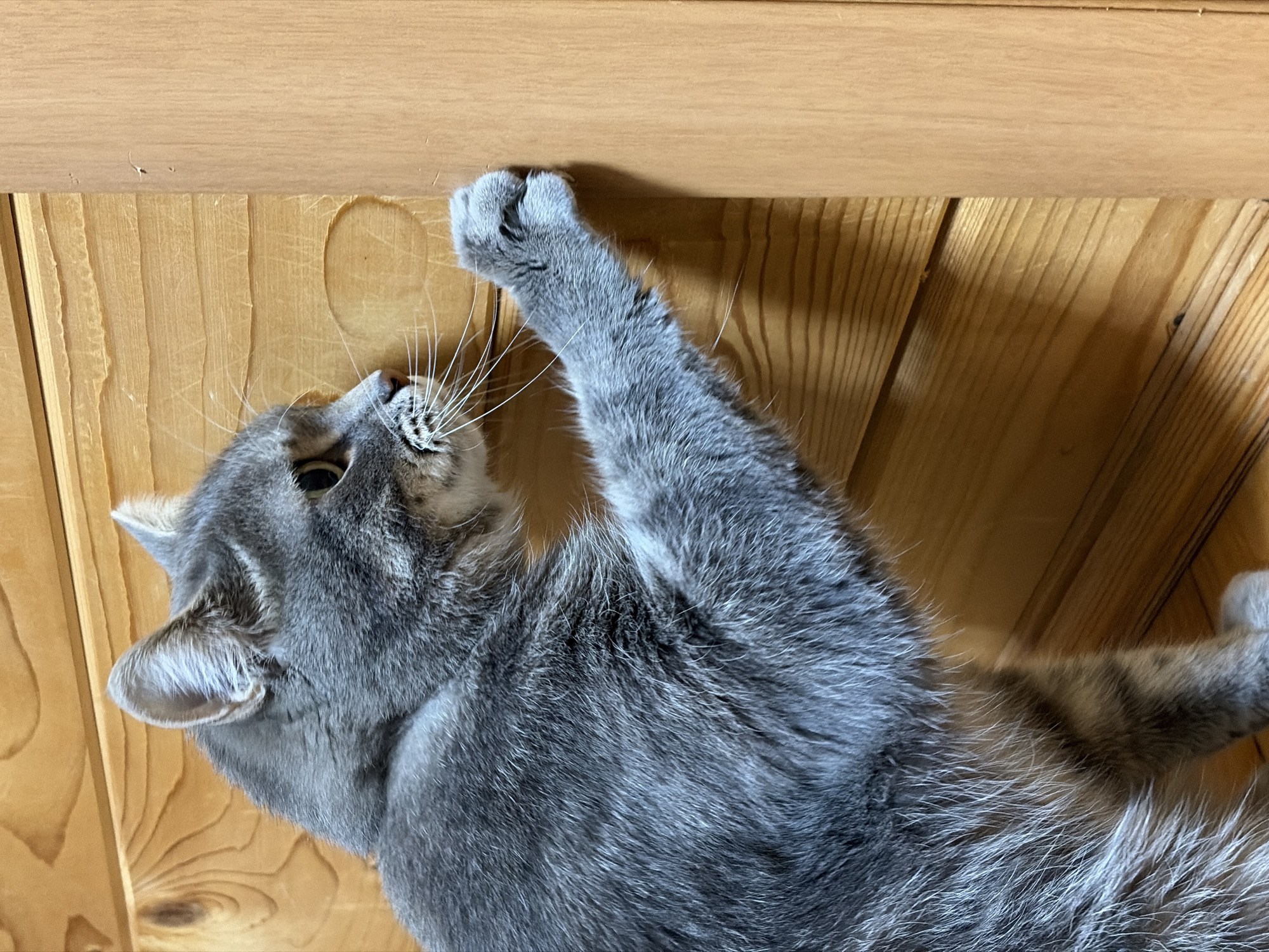 A gray cat lies on a wooden surface, reaching up with one paw towards a wooden board. The cat's head is tilted upwards, its whiskers prominent. The background consists of light-colored wooden planks. There is no information to indicate the photograph was taken in Прикамский, Russia.