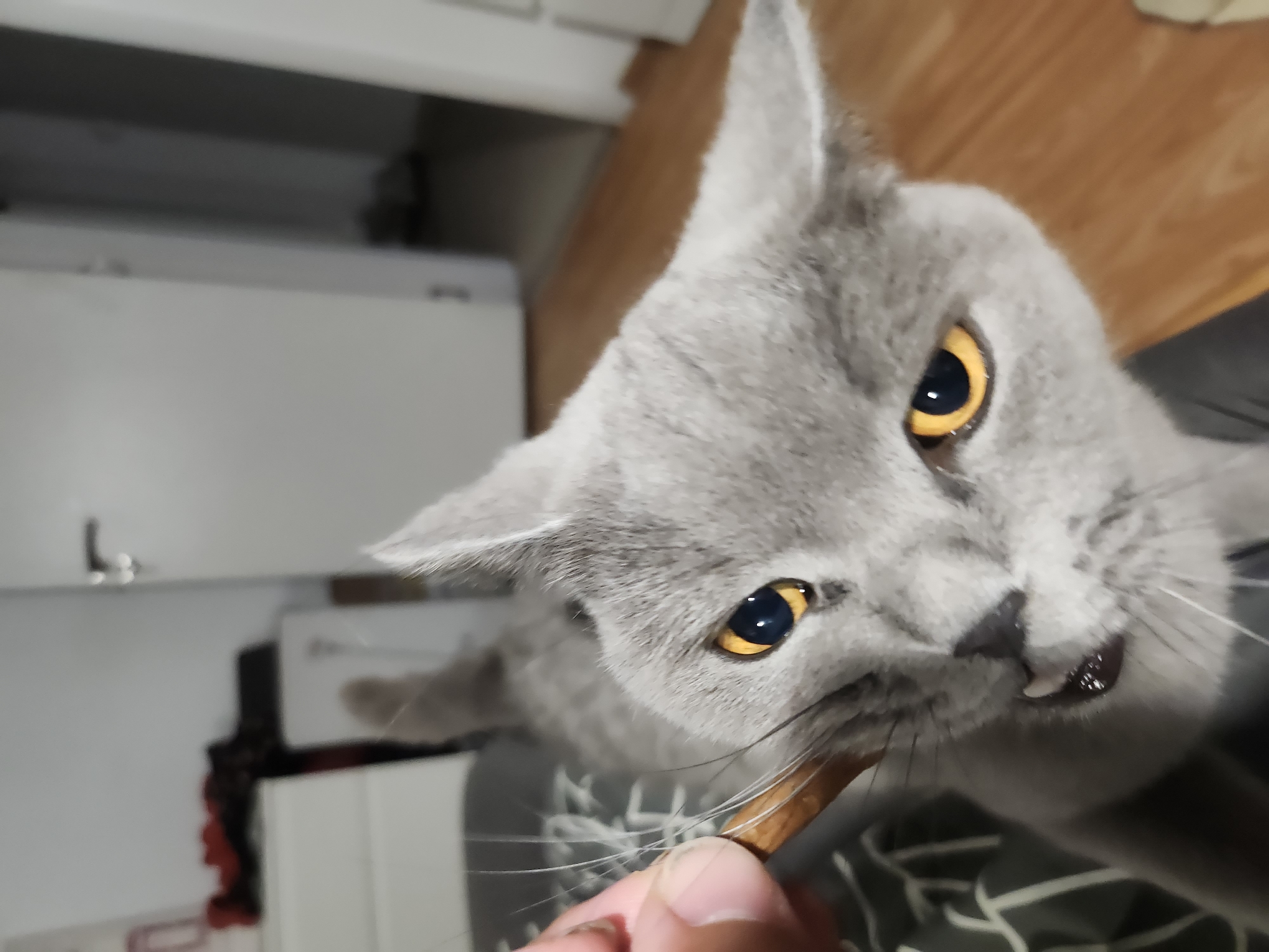 A British Shorthair cat with grey fur and bright yellow eyes is being offered a treat by a human hand in what appears to be a domestic setting. The cat's mouth is open, and its teeth are visible as it bites down on the treat. The background is out of focus but shows a wooden floor and part of a doorway with a door handle. The scene does not provide any information about the location being Tsarevo, Bulgaria, or any specific city.