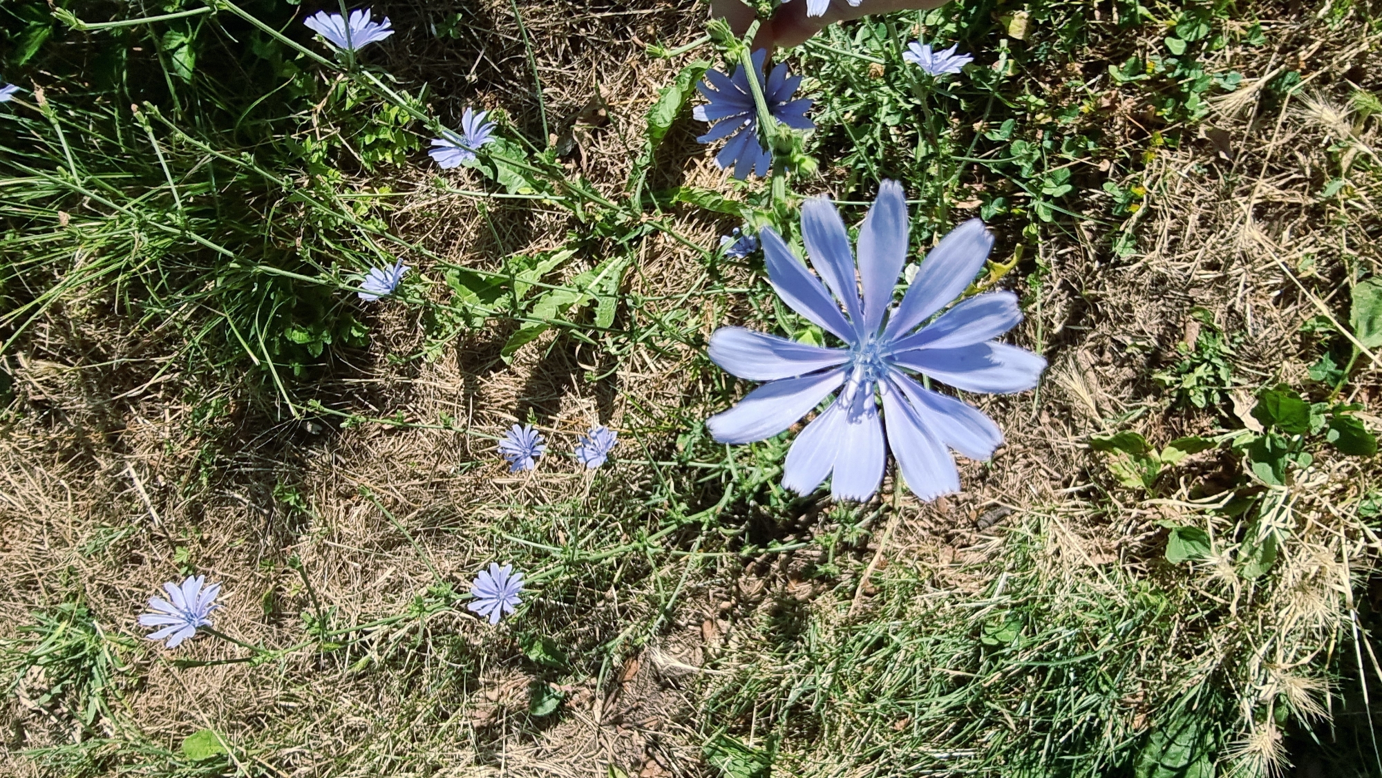 The image shows a close-up, overhead view of several light blue chicory flowers blooming in a grassy area with dry leaves and patches of soil. The largest chicory flower is in the lower center of the frame, with its petals fanned out. Smaller chicory flowers are scattered throughout the scene. The environment appears to be a natural setting, possibly a meadow or a roadside. There are no people visible in the image, and no specific details about the city of Sant Joan les Fonts, Spain, are evident from the scene itself. The lighting suggests it is daytime.