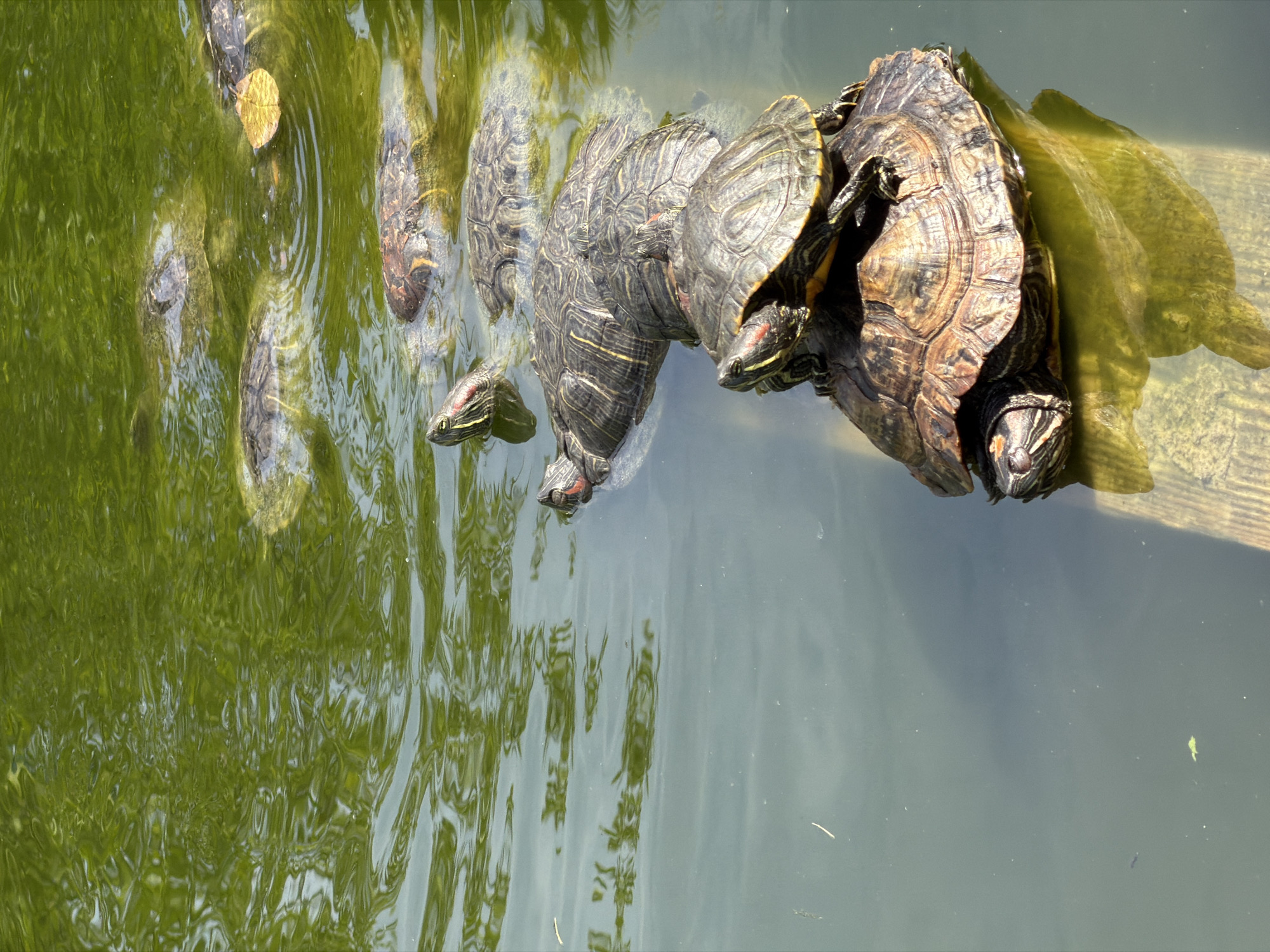 A group of red-eared slider turtles are basking in the sun in a pond. The turtles are stacked on top of each other, with the largest turtle at the bottom and smaller turtles on top. The water is a murky green color, and there are some lily pads floating on the surface. The pond is surrounded by trees, and the sun is shining brightly. This scene is consistent with the environment of a park or zoo in the city of Sochi, Russia, where red-eared slider turtles can be found in natural or semi-natural habitats.