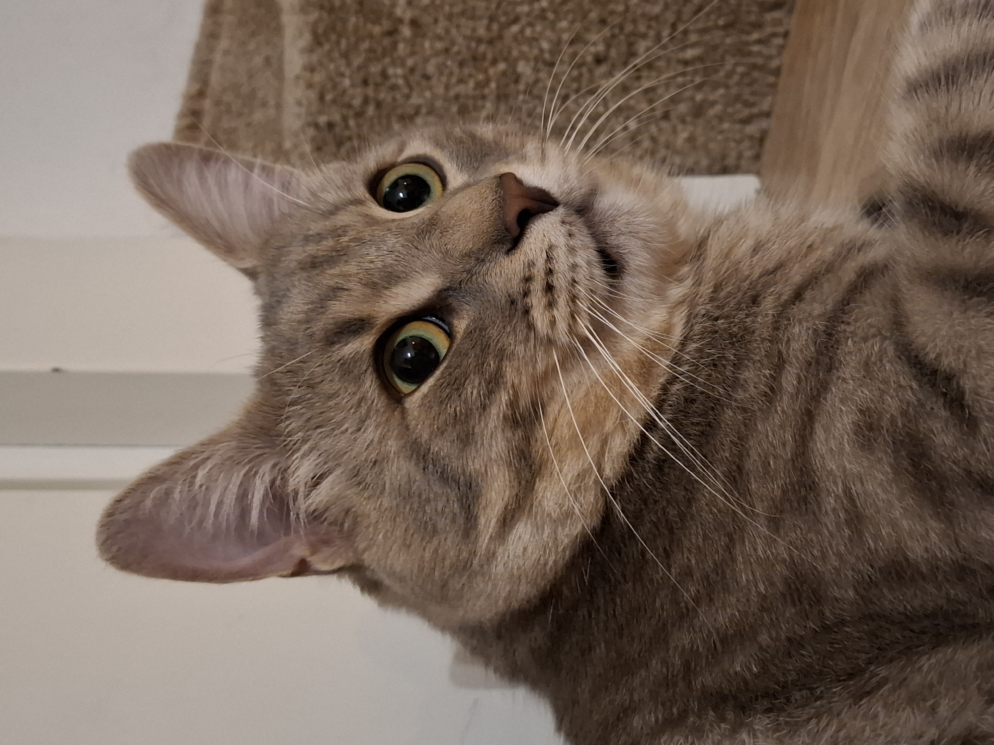 A close-up, head-and-shoulders shot shows a grey tabby cat with large, wide-open green eyes and alert ears. The cat's fur is a mix of light brown, grey, and black stripes, with white whiskers fanning out from its nose. The cat's mouth is slightly open, revealing a small pink tongue. The background is softly blurred, with a textured brown surface to the right, possibly a carpeted stair, and a neutral-colored wall or partition to the left. The lighting is warm and illuminates the cat's face. The image captures a moment of intense focus or curiosity from the feline subject. The image does not contain any identifiable elements suggesting a specific location within Zemun Urban Municipality, Serbia.