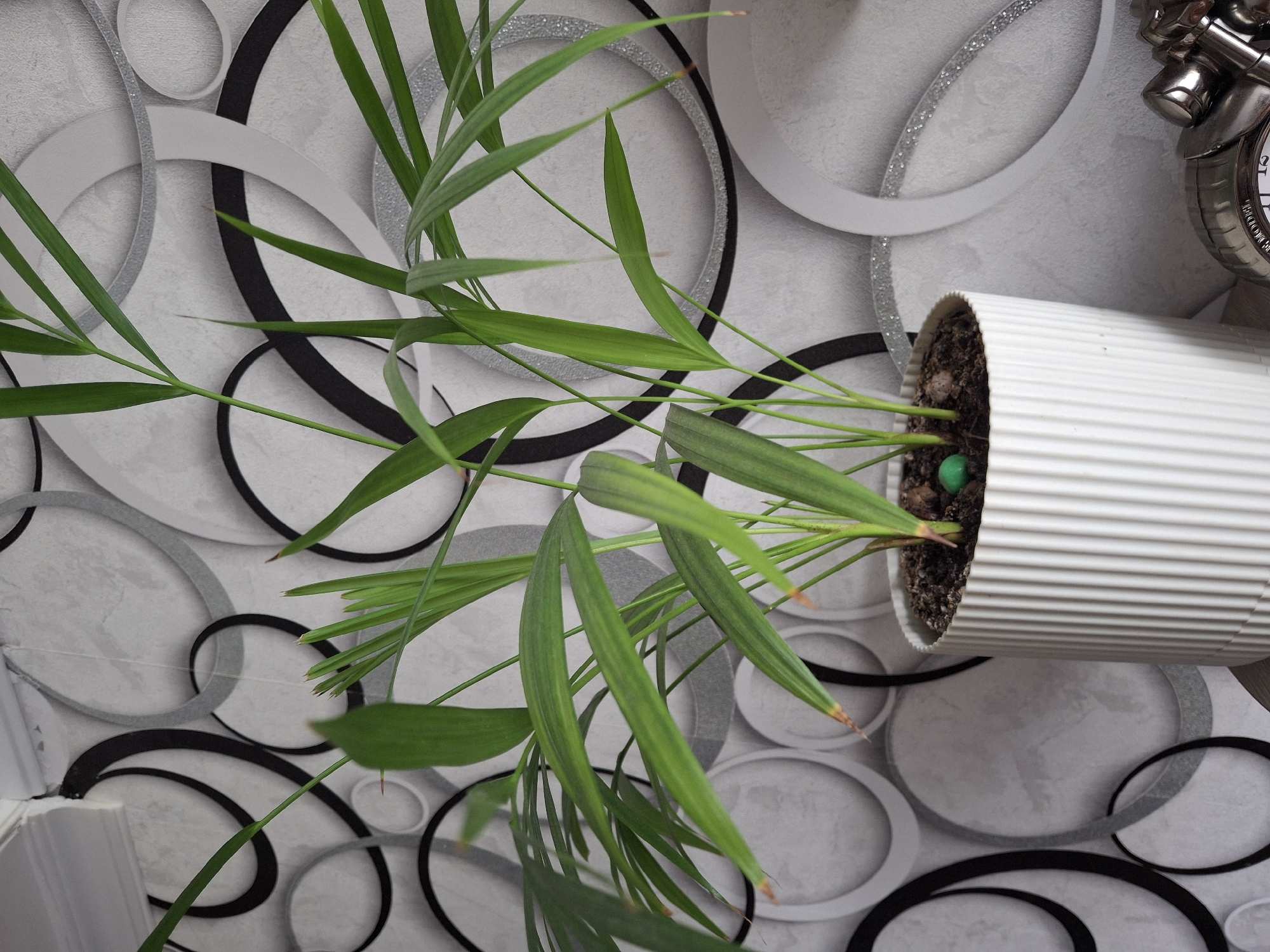 A potted Areca palm plant, with thin, green leaves and some brown tips, sits in a white, ribbed planter. The planter contains dark soil, and a small, bright green decorative object is visible on the surface of the soil. The plant is positioned in front of a wall decorated with a grey and white wallpaper featuring a pattern of overlapping circles and rings in black, grey, and silver. Part of a silver alarm clock is visible in the lower right corner of the image. The scene appears to be indoors.